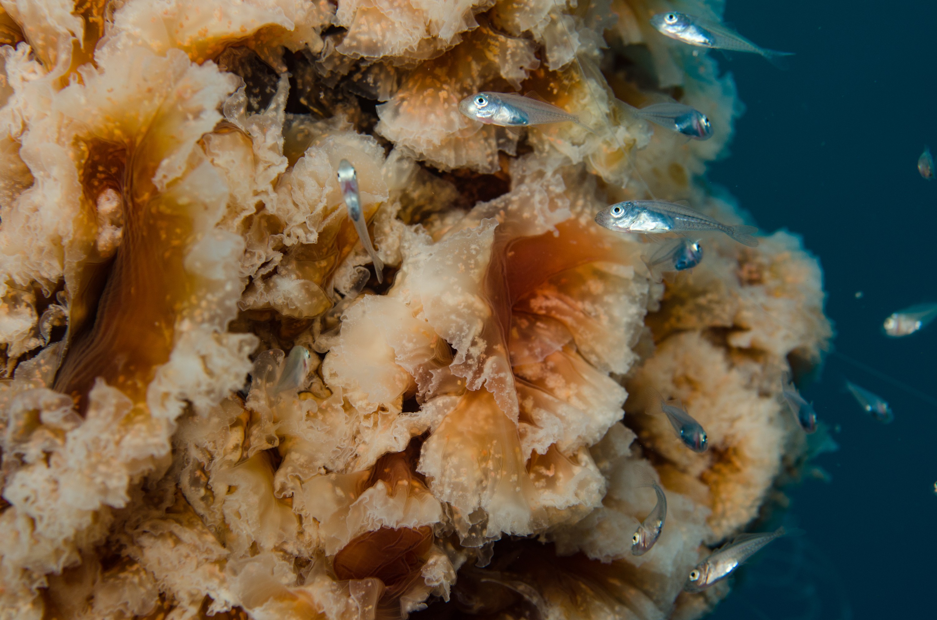 DSC_9415 – Cyanea, Jellyfish, Lion's, Lions, Lionsmane, Mane, Poor, crispin, jelly, knights, marine, new, northland, nz, reserve, zealand