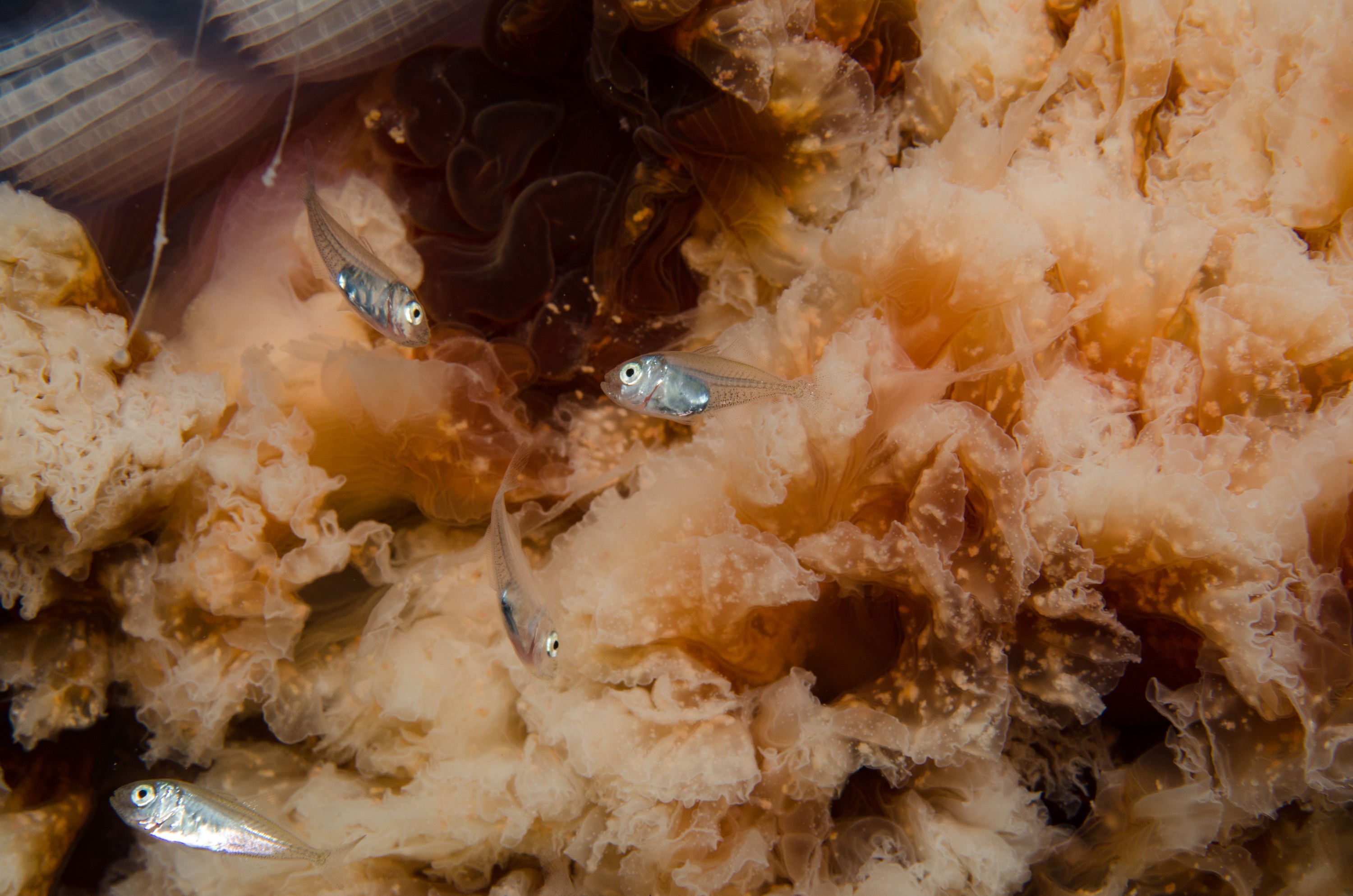 DSC_9419 – Cyanea, Jellyfish, Lion's, Lions, Lionsmane, Mane, Poor, crispin, jelly, knights, marine, new, northland, nz, reserve, zealand