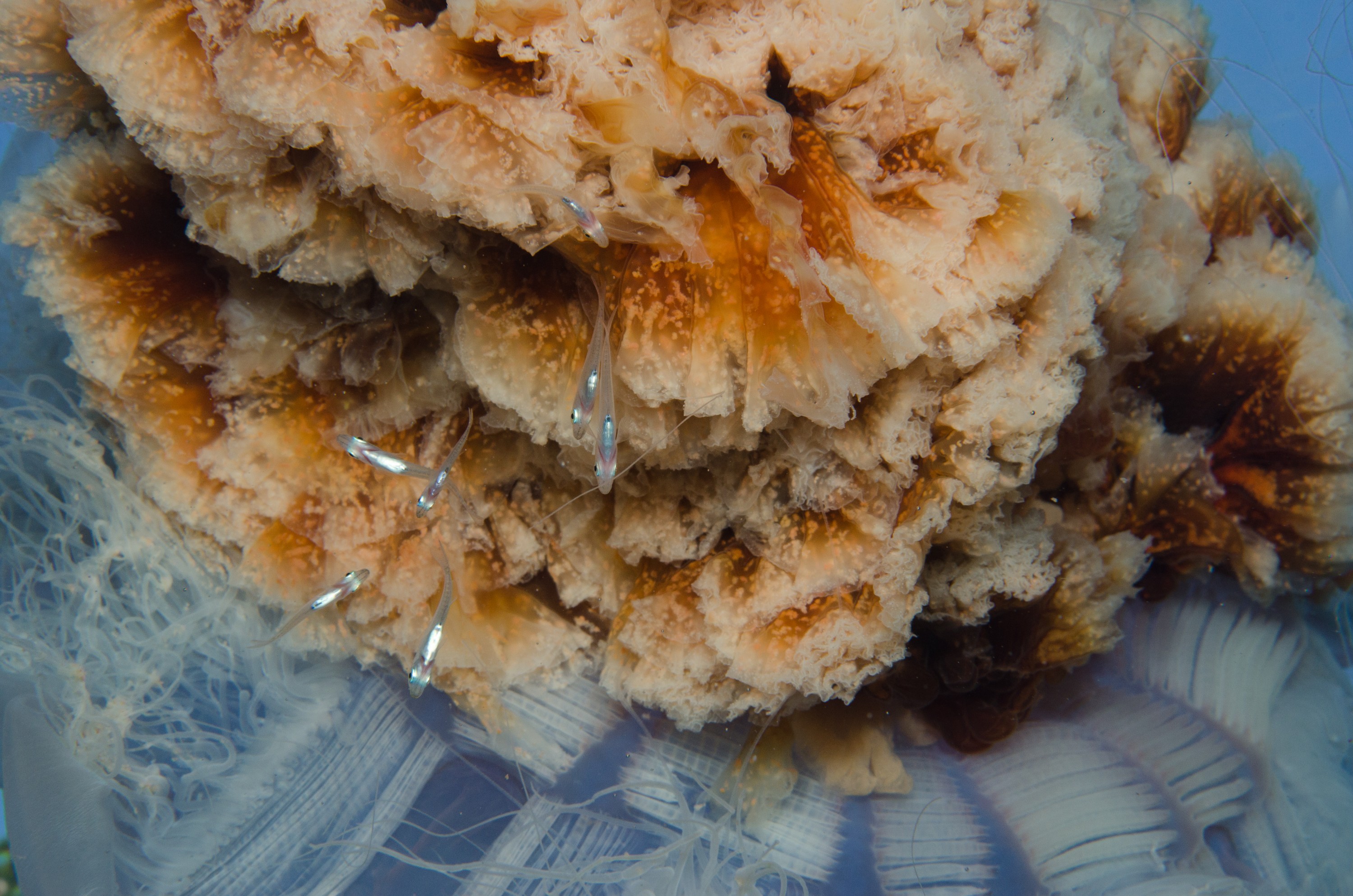 DSC_9426 – Cyanea, Jellyfish, Lion's, Lions, Lionsmane, Mane, Poor, crispin, jelly, knights, marine, new, northland, nz, reserve, zealand