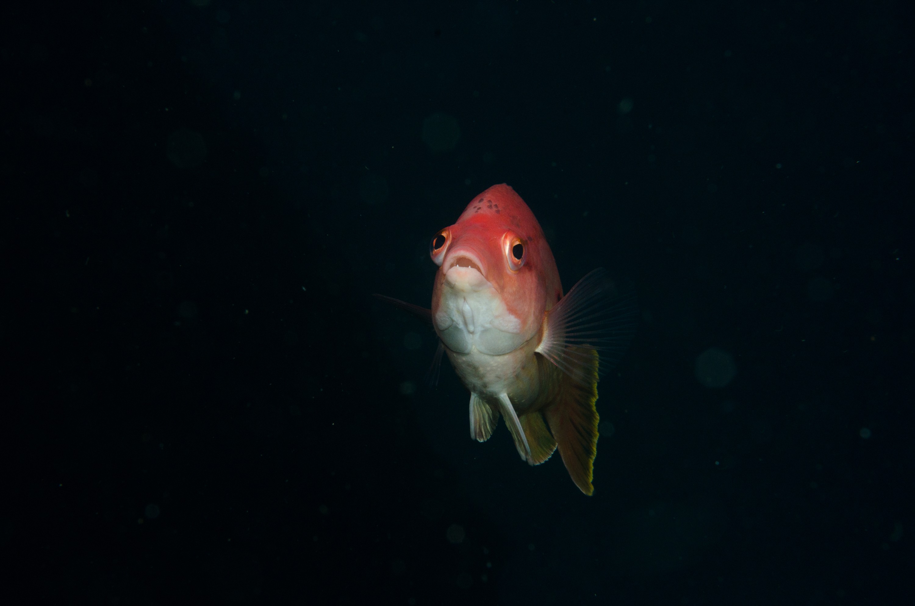 DSC_9447 – Bodianus unimaculatus, Poor, Red Pigfish, crispin, fish, knights, marine, new, northland, nz, pig, red, reserve, zealand