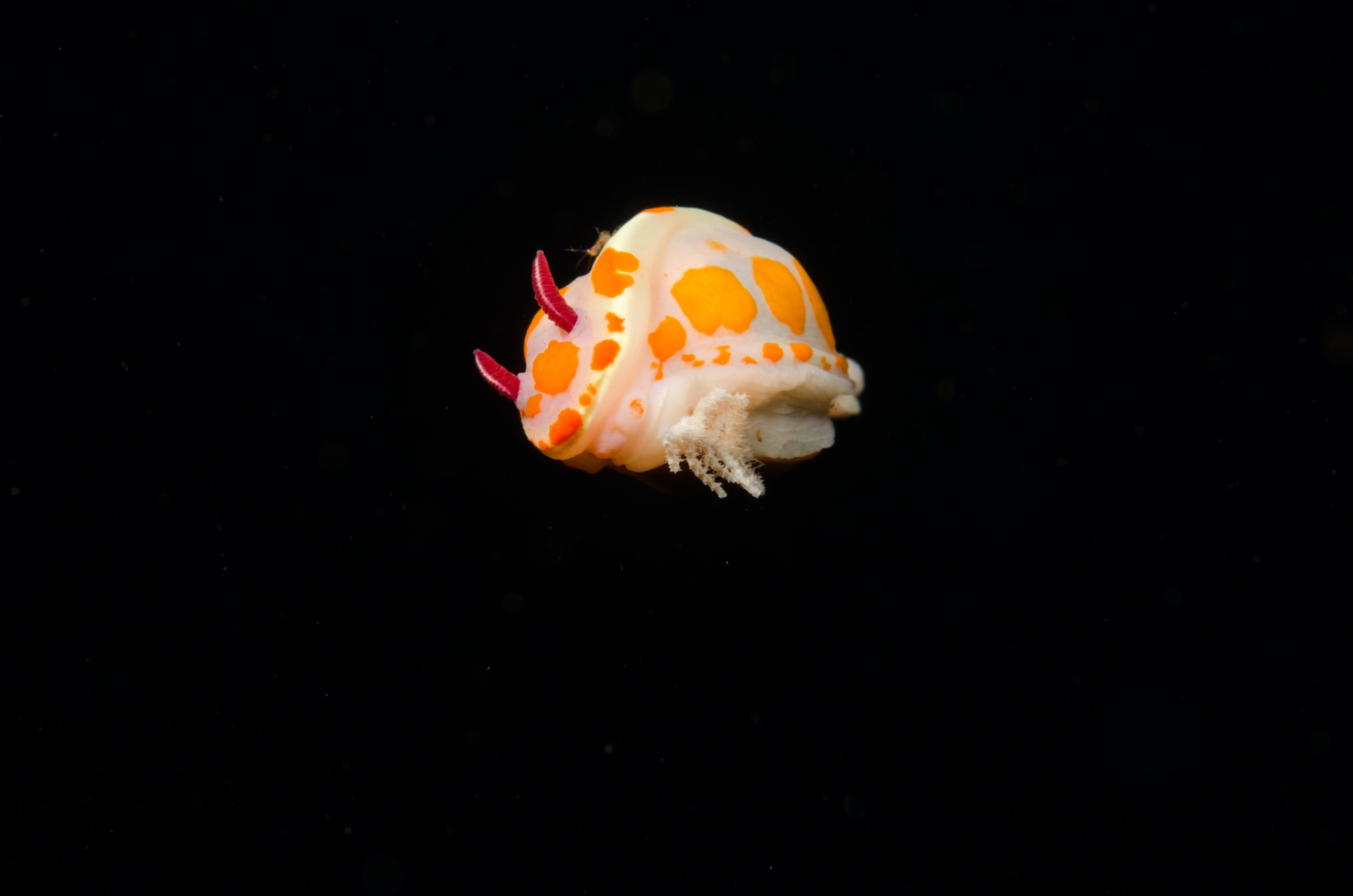 DSC_9461 – Ceratosoma amoena, Poor, clown, clown nudibranch, crispin, knights, marine, new, northland, nudibranch, nz, reserve, seaslug, zealand