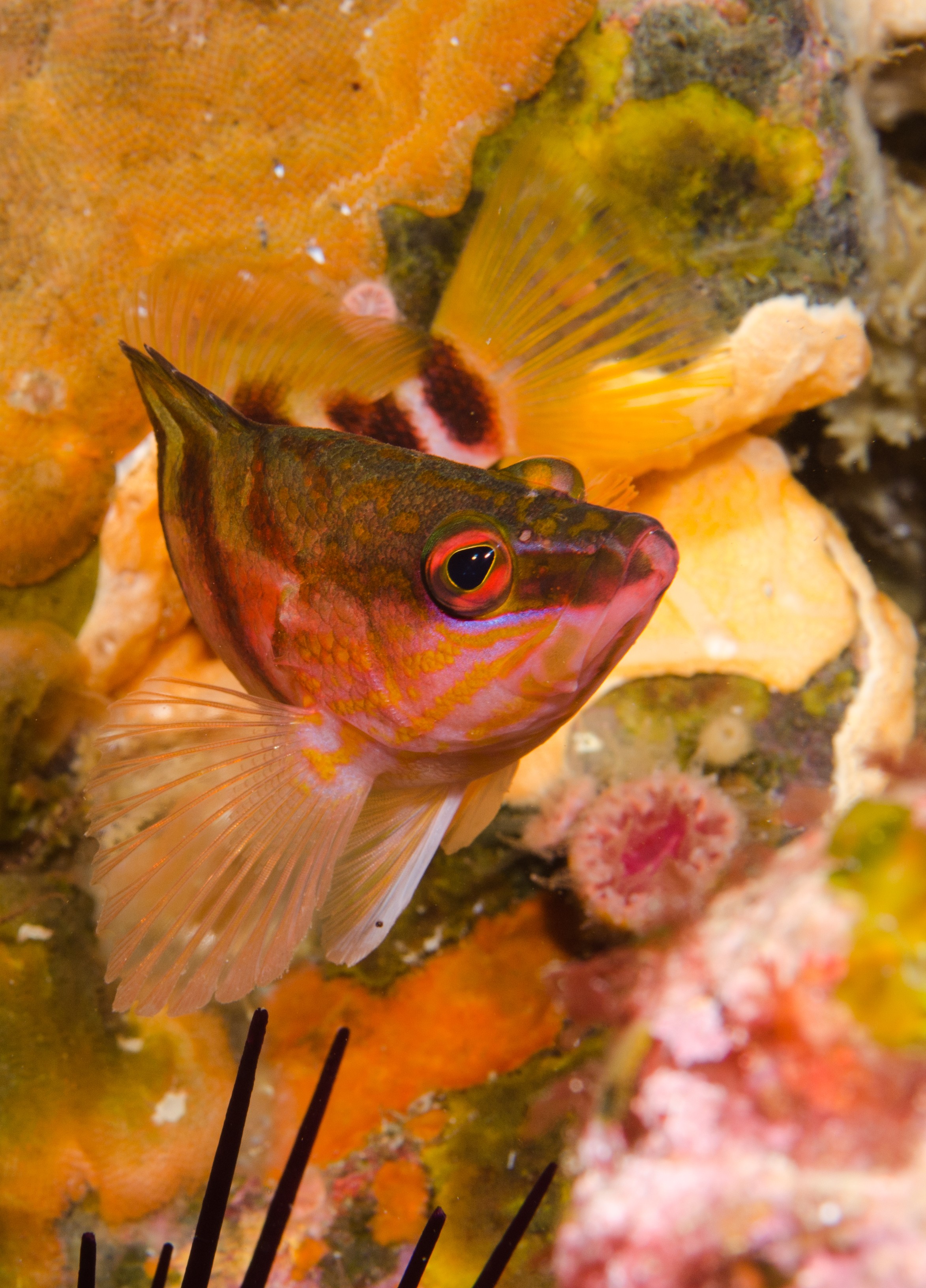 DSC_9497 – Half Banded Perch, Hypoplectrodes dimidius, Poor, crispin, knights, marine, new, northland, nz, reserve, zealand