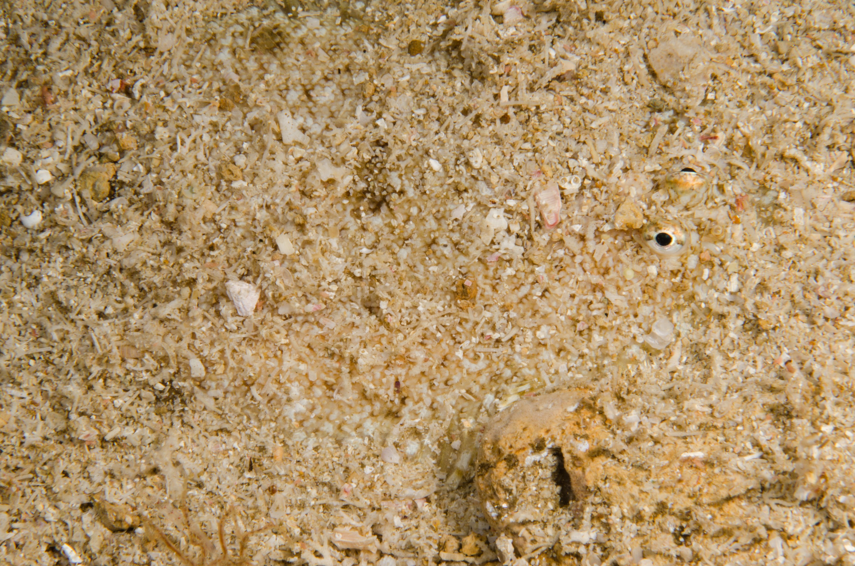 DSC_9626 – Poor, crispin, flatfish, knights, marine, new, northland, nz, reserve, unknown, zealand