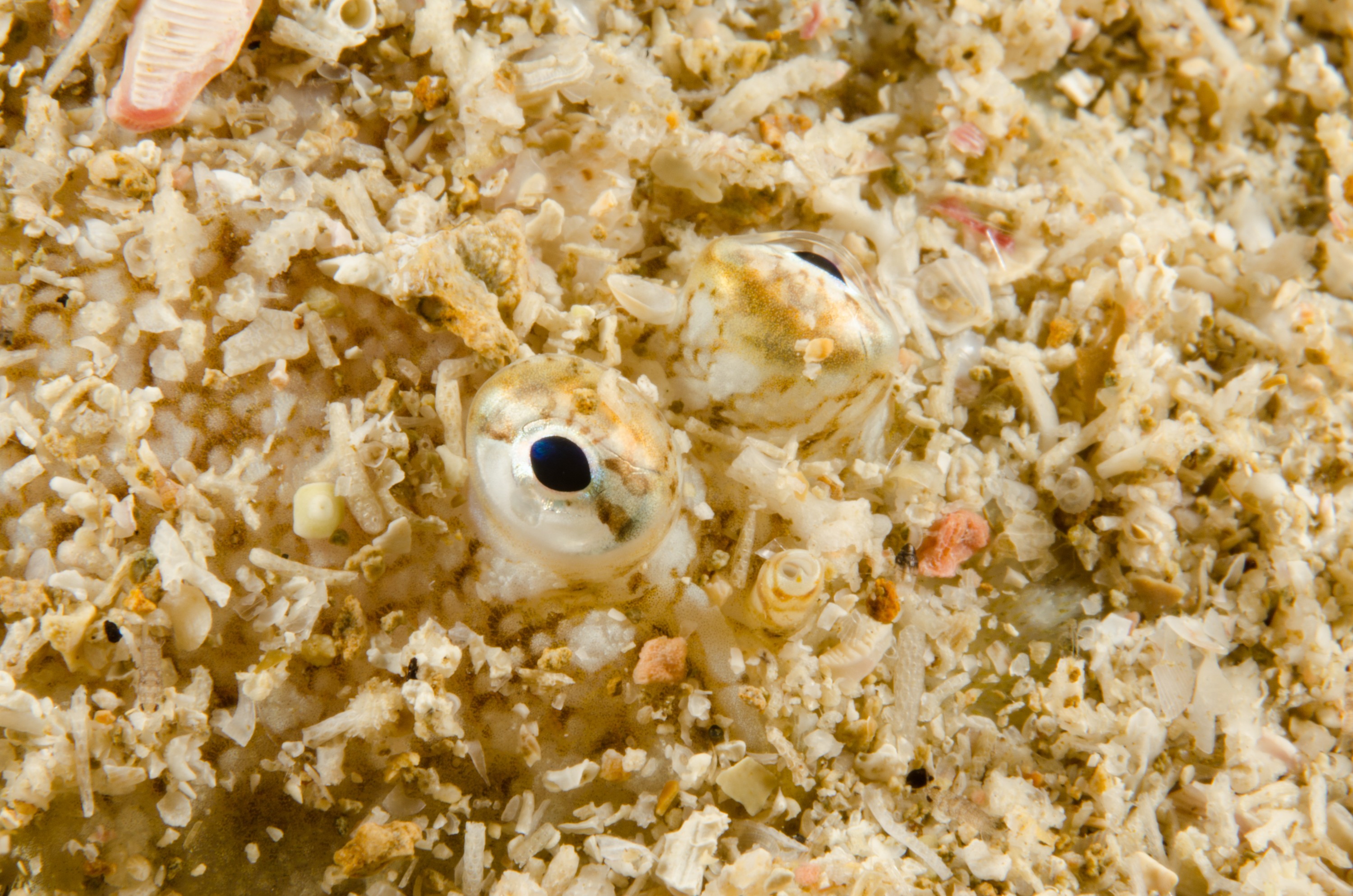 DSC_9634 – Poor, crispin, flatfish, knights, marine, new, northland, nz, reserve, unknown, zealand