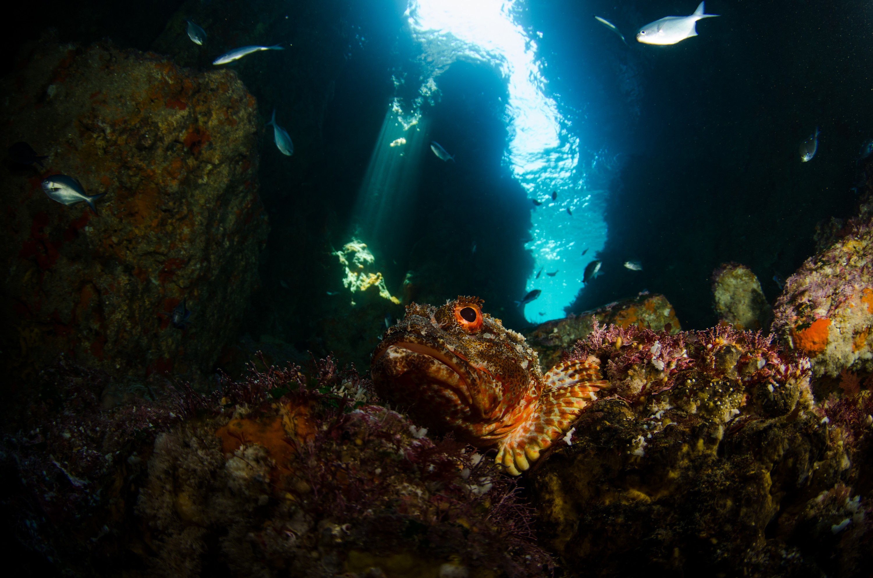 DSC_9690 – Jans, Poor, Scorpaena cardinalis, Tunnel, crispin, fish, knights, marine, new, northern, northland, nz, reserve, scorpion, zealand