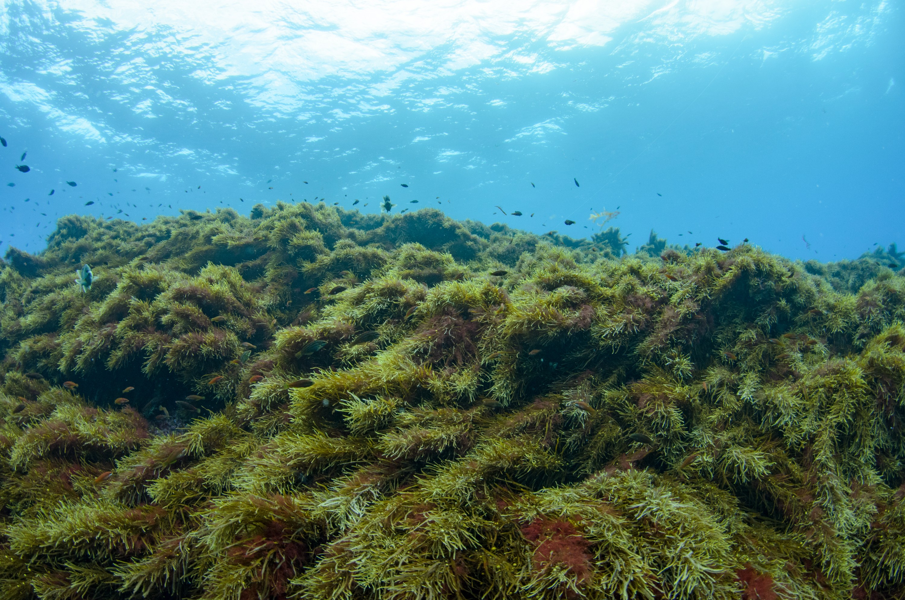 DSC_0730 – 2016, Kermadec, NIWA, New, October 16, RV, Zealand, algae, brown, crispin, expedition, havre, kermadecs, marine, nz, ocean, orange, reserve, rock, sanctuary, sargassum, seacology, seacologynz, tangaroa, wrasse