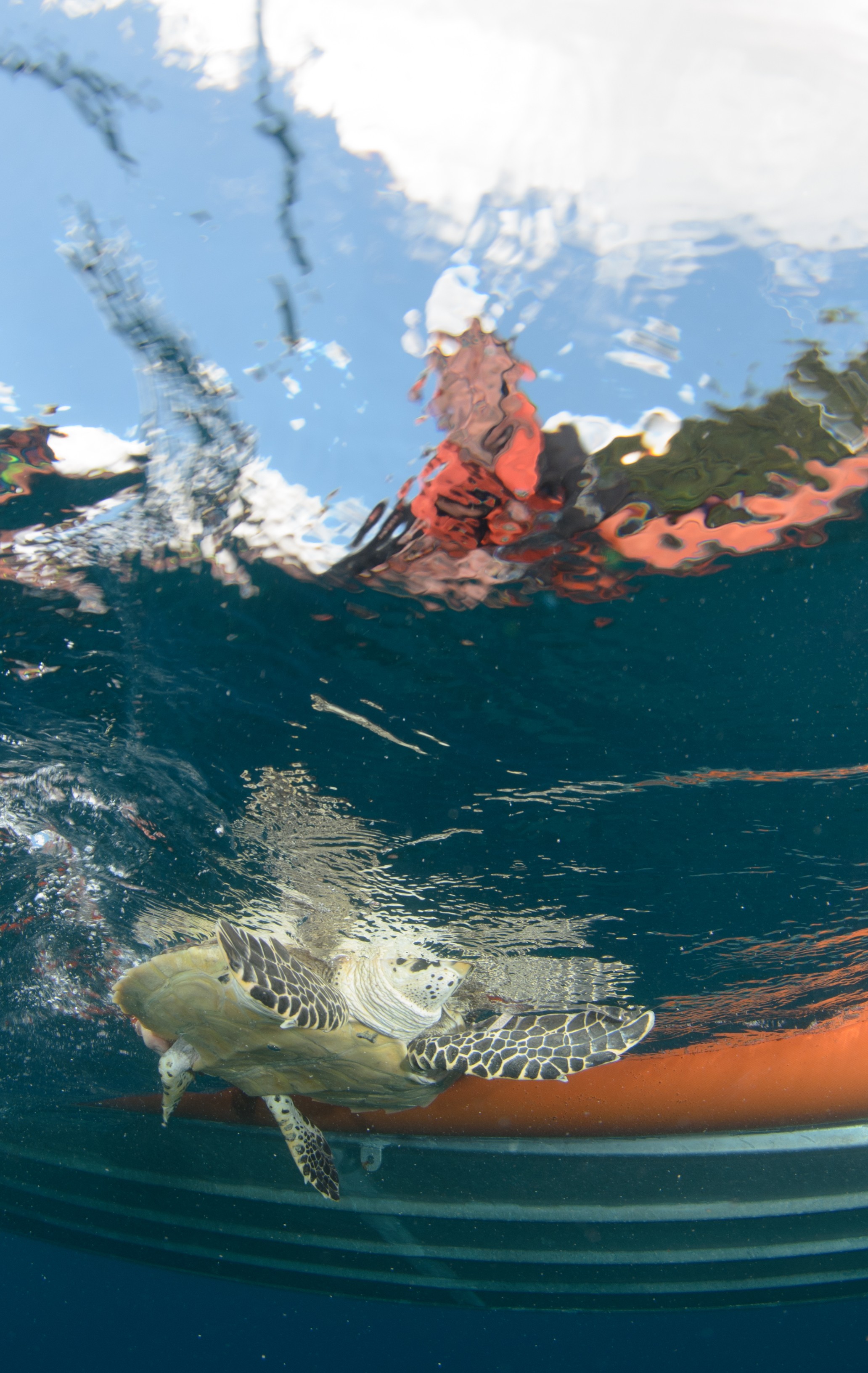DSC_0750 – 2016, Kermadec, NIWA, New, October 16, RV, Zealand, crispin, expedition, hawksbill, kermadecs, marine, nz, ocean, rare, reserve, sanctuary, seacology, seacologynz, sealife, tangaroa, turtle