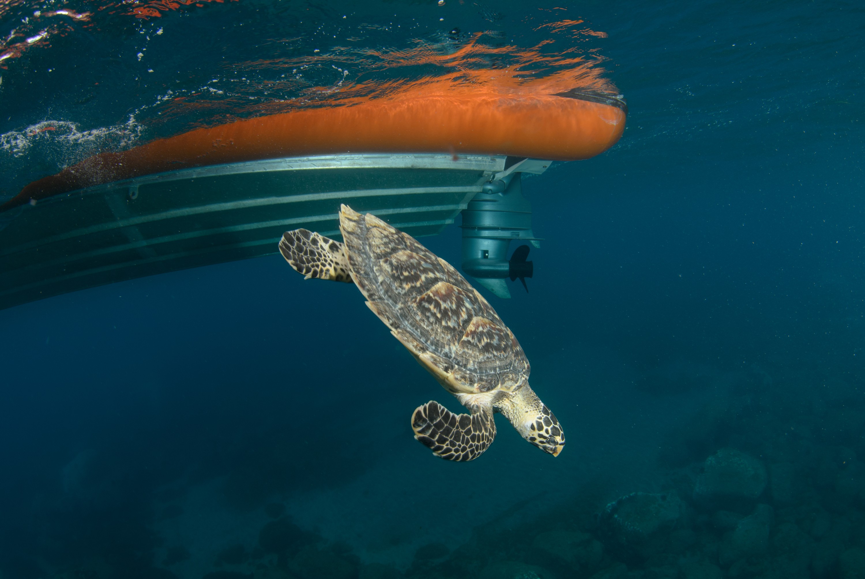 DSC_0753 – 2016, Kermadec, NIWA, New, October 16, RV, Zealand, crispin, expedition, hawksbill, kermadecs, marine, nz, ocean, rare, reserve, sanctuary, seacology, seacologynz, sealife, tangaroa, turtle