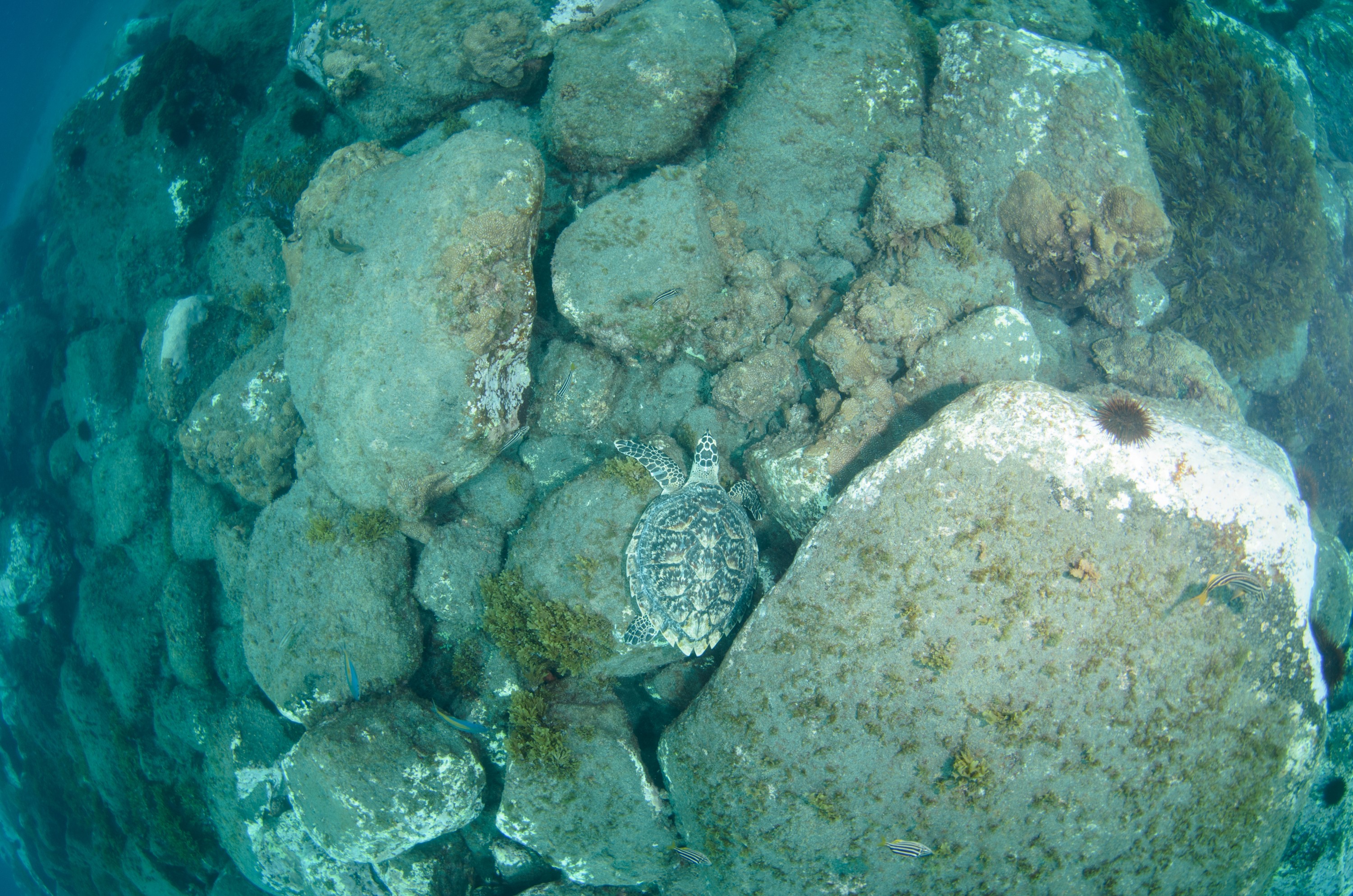 DSC_0759 – 2016, Kermadec, NIWA, New, October 16, RV, Zealand, crispin, expedition, hawksbill, kermadecs, marine, nz, ocean, rare, reserve, sanctuary, seacology, seacologynz, sealife, tangaroa, turtle