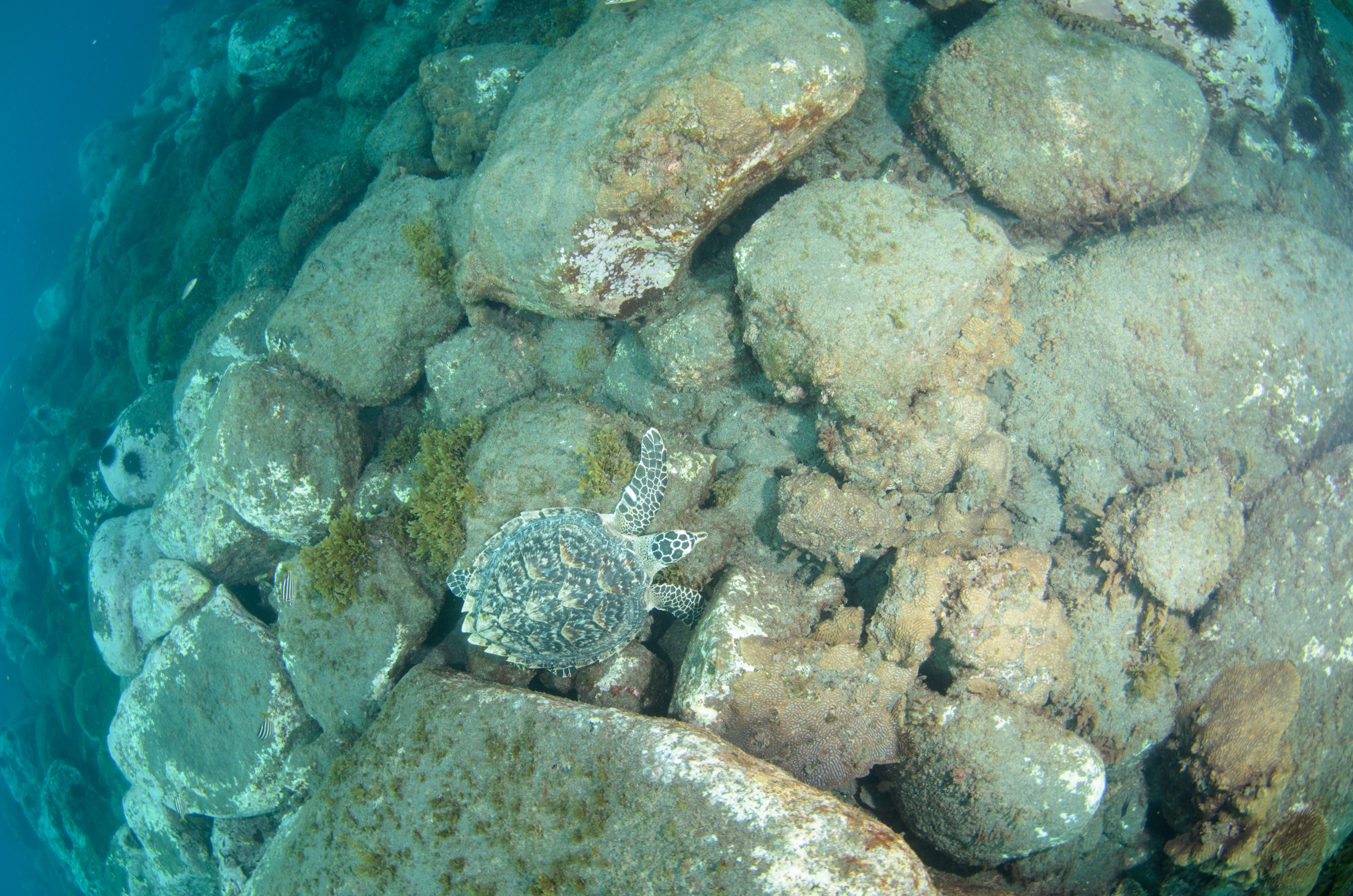 DSC_0760 – 2016, Kermadec, NIWA, New, October 16, RV, Zealand, crispin, expedition, hawksbill, kermadecs, marine, nz, ocean, rare, reserve, sanctuary, seacology, seacologynz, sealife, tangaroa, turtle