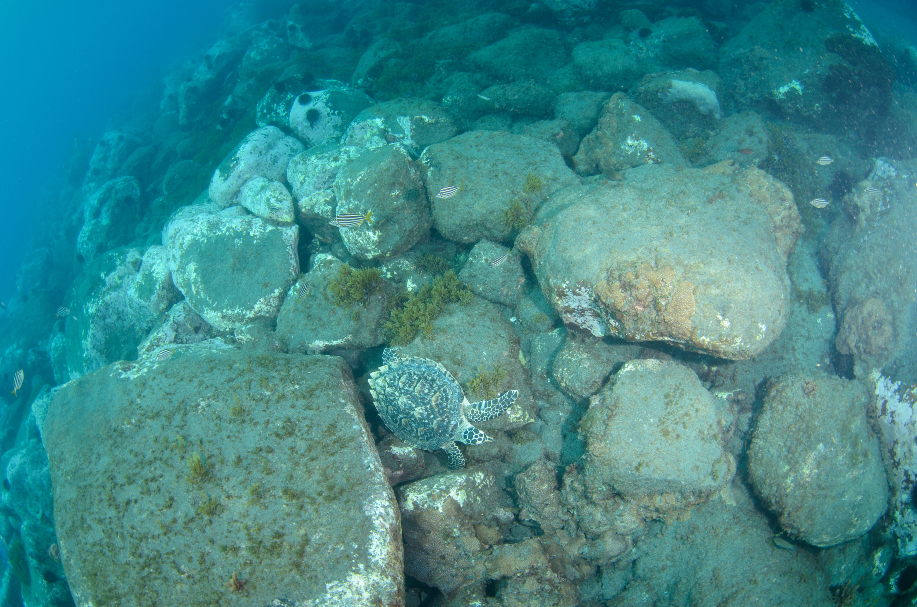 DSC_0761 – 2016, Kermadec, NIWA, New, October 16, RV, Zealand, crispin, expedition, hawksbill, kermadecs, marine, nz, ocean, rare, reserve, sanctuary, seacology, seacologynz, sealife, tangaroa, turtle