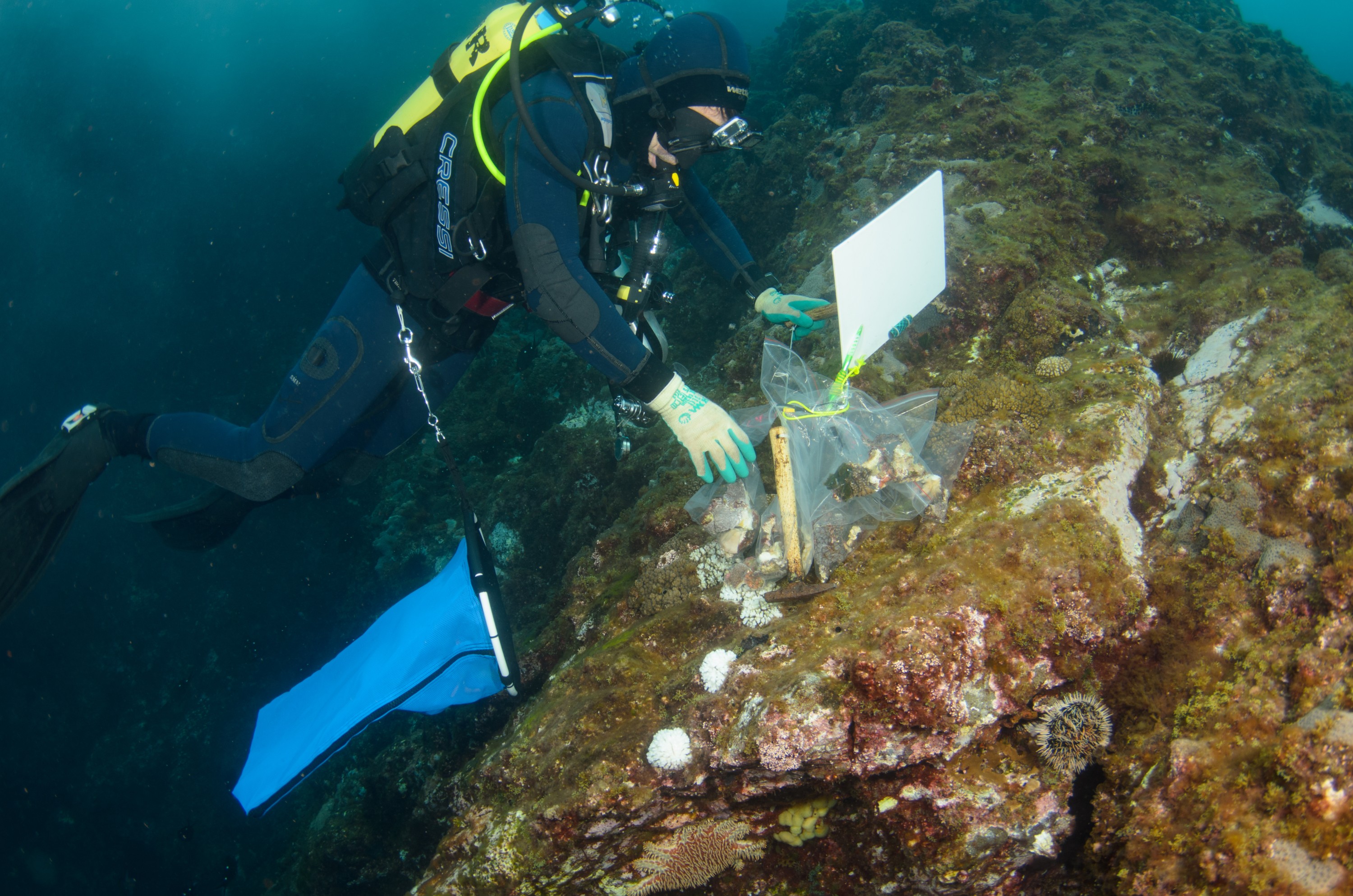 DSC_0845 – 2016, Kermadec, NIWA, New, October 16, RV, Zealand, crispin, expedition, kermadecs, marine, nz, ocean, reserve, sanctuary, seacology, seacologynz, tangaroa