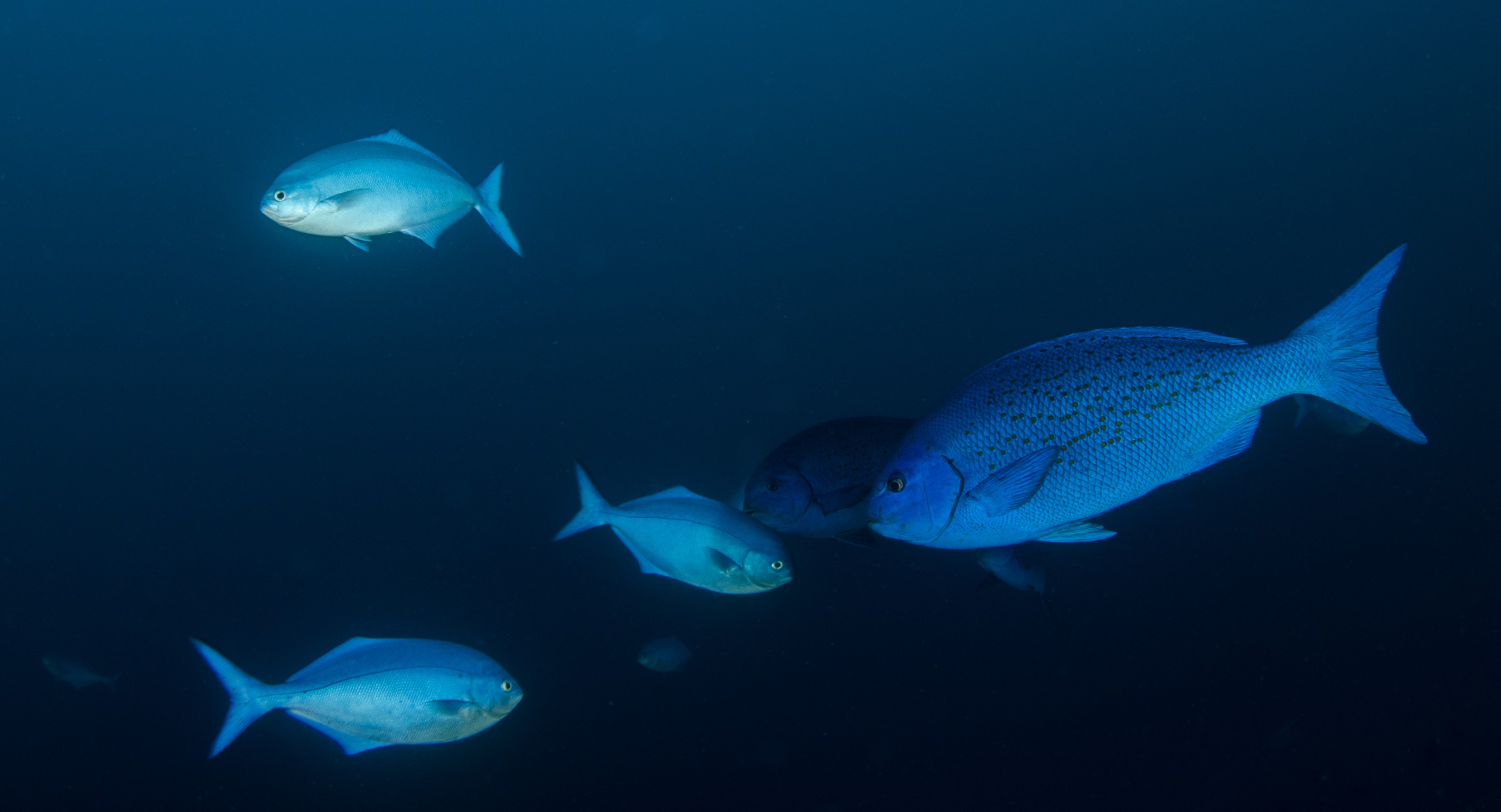 DSC_0862 – 2016, Girella, Kermadec, NIWA, New, October 16, RV, Zealand, bluefish, crispin, cyanea, expedition, kermadecs, marine, nz, ocean, reserve, sanctuary, seacology, seacologynz, tangaroa