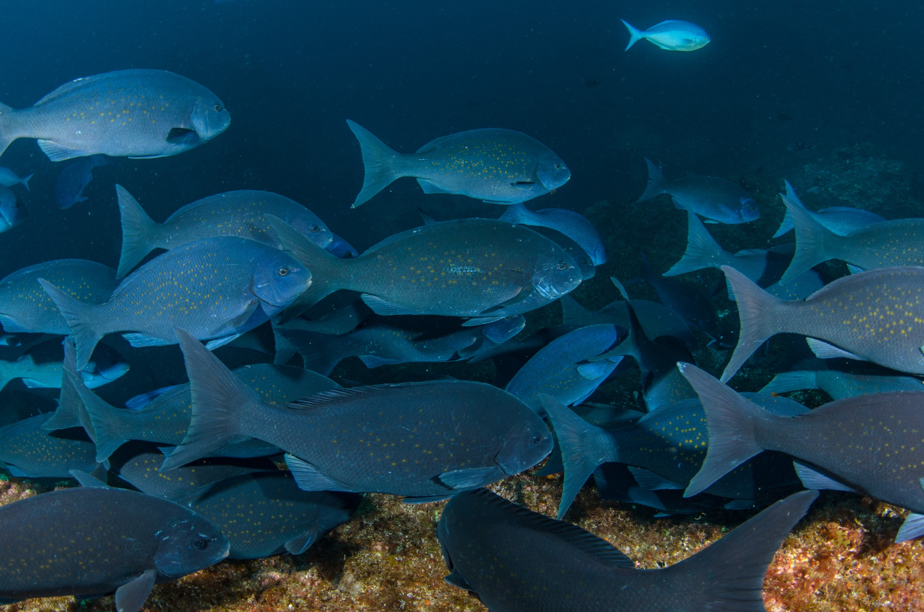 DSC_0864 – 2016, Girella, Kermadec, NIWA, New, October 16, RV, Zealand, bluefish, crispin, cyanea, expedition, kermadecs, marine, nz, ocean, reserve, sanctuary, seacology, seacologynz, tangaroa