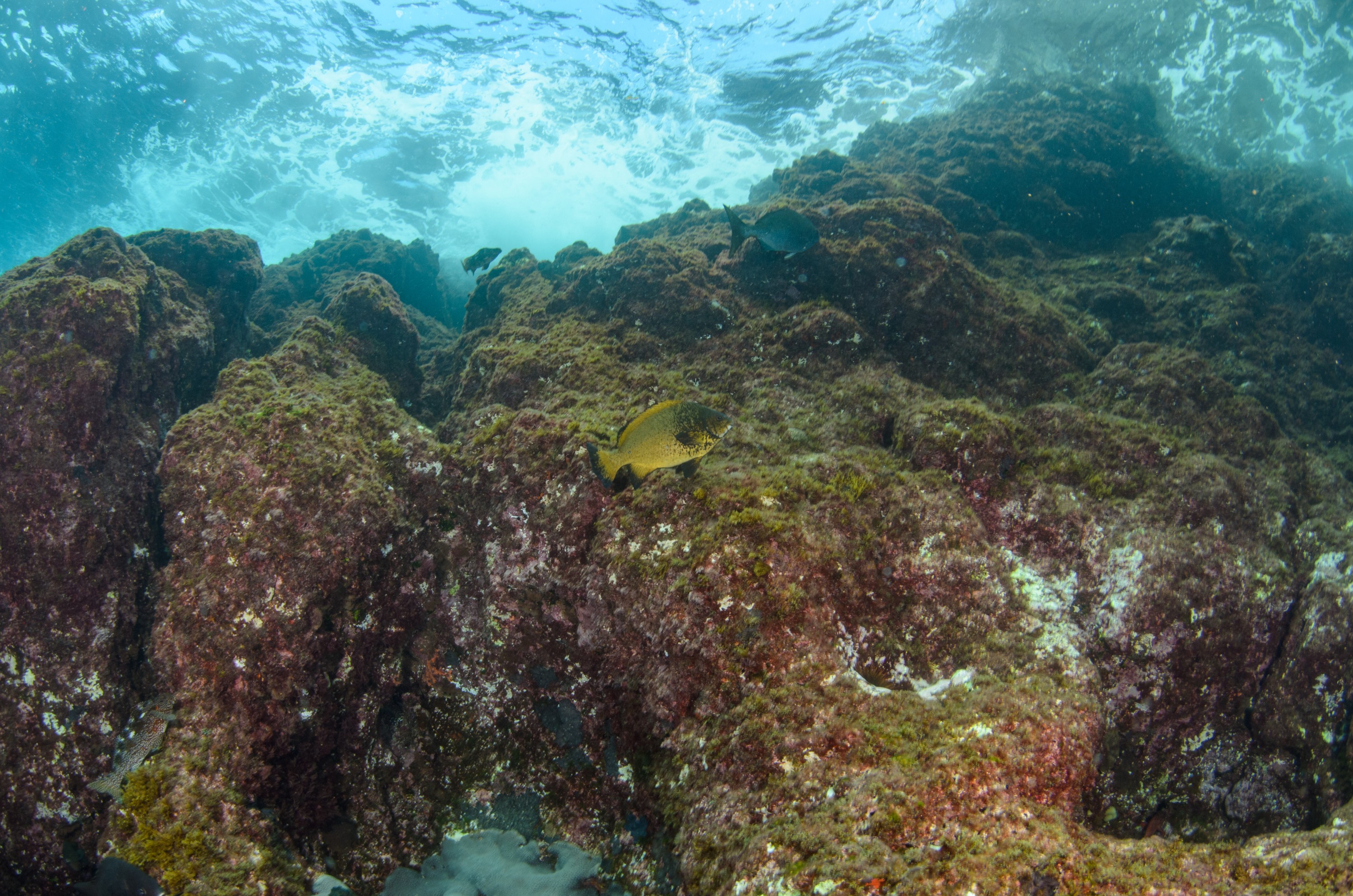 DSC_0901 – 2016, Drummer, Girella, Kermadec, NIWA, New, October 16, RV, Zealand, caramel, crispin, expedition, fimbriata, kermadecs, marine, nz, ocean, reserve, sanctuary, seacology, seacologynz, tangaroa