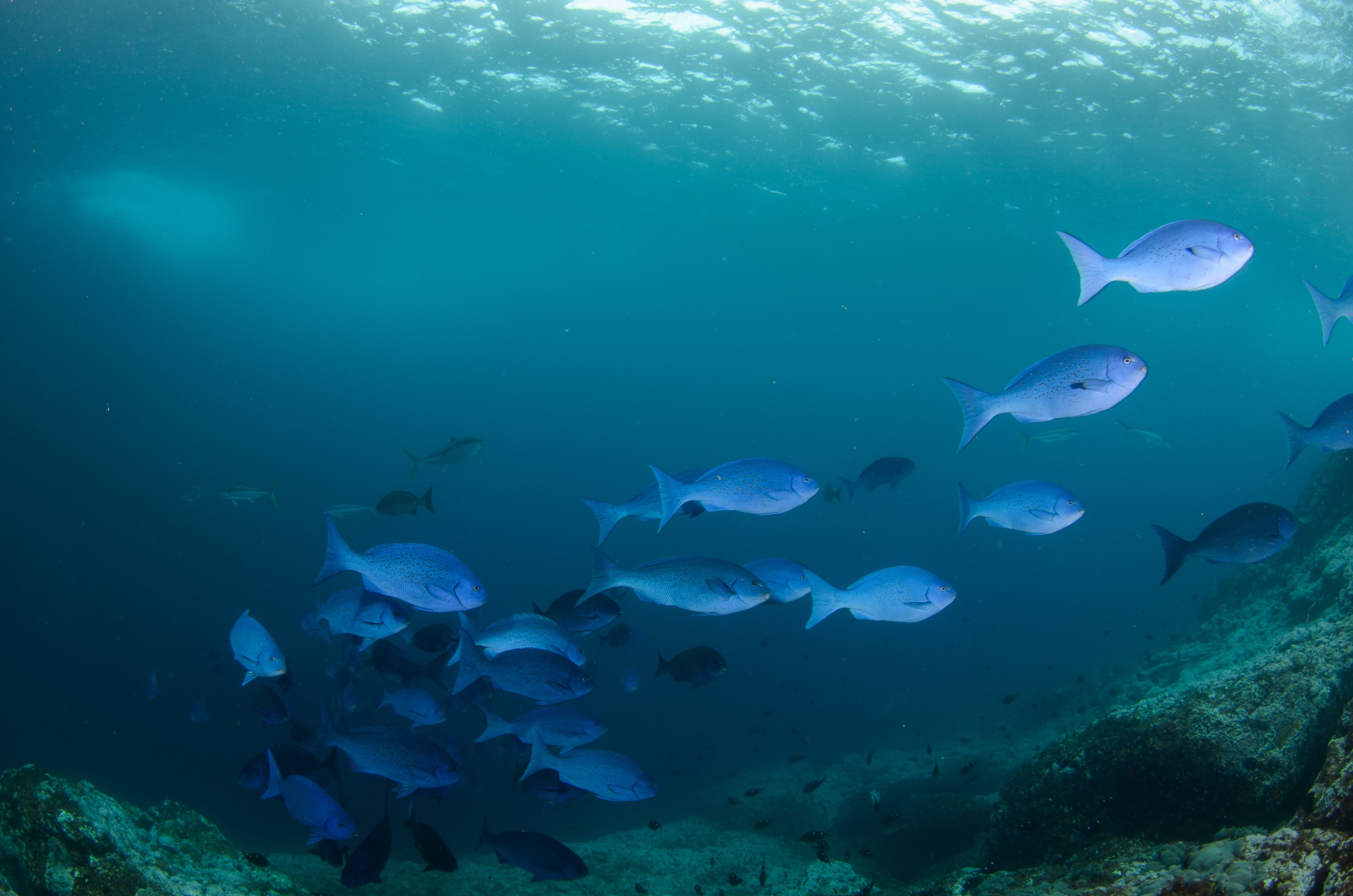 DSC_0910 – 2016, Girella, Kermadec, NIWA, New, October 16, RV, Zealand, bluefish, crispin, cyanea, expedition, kermadecs, marine, nz, ocean, reserve, sanctuary, seacology, seacologynz, tangaroa