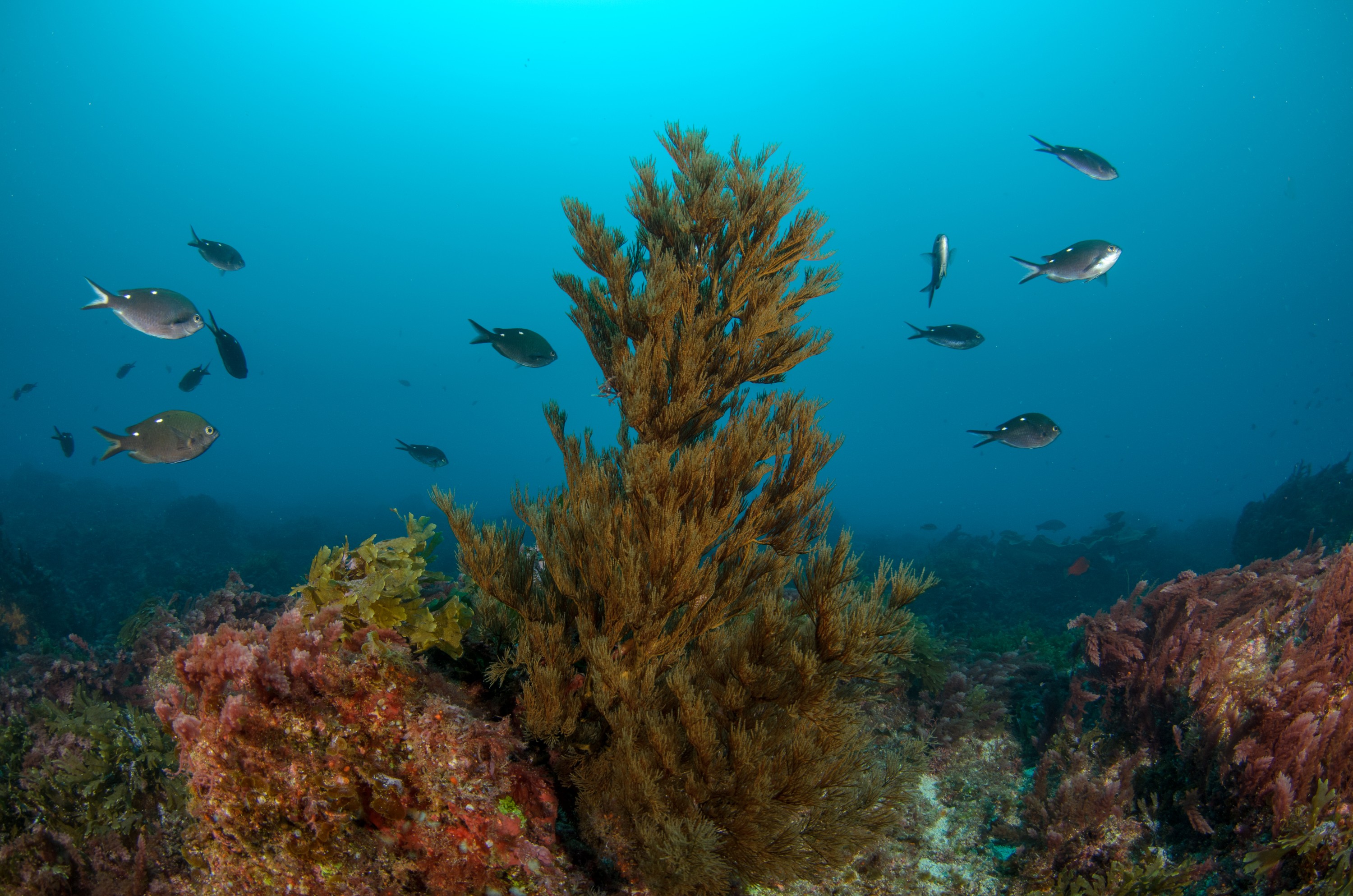 DSC_0931 – 2016, Kermadec, NIWA, New, October 16, RV, Zealand, black, coral, crispin, expedition, kermadecs, marine, nz, ocean, raoul, reserve, sanctuary, seacology, seacologynz, tangaroa