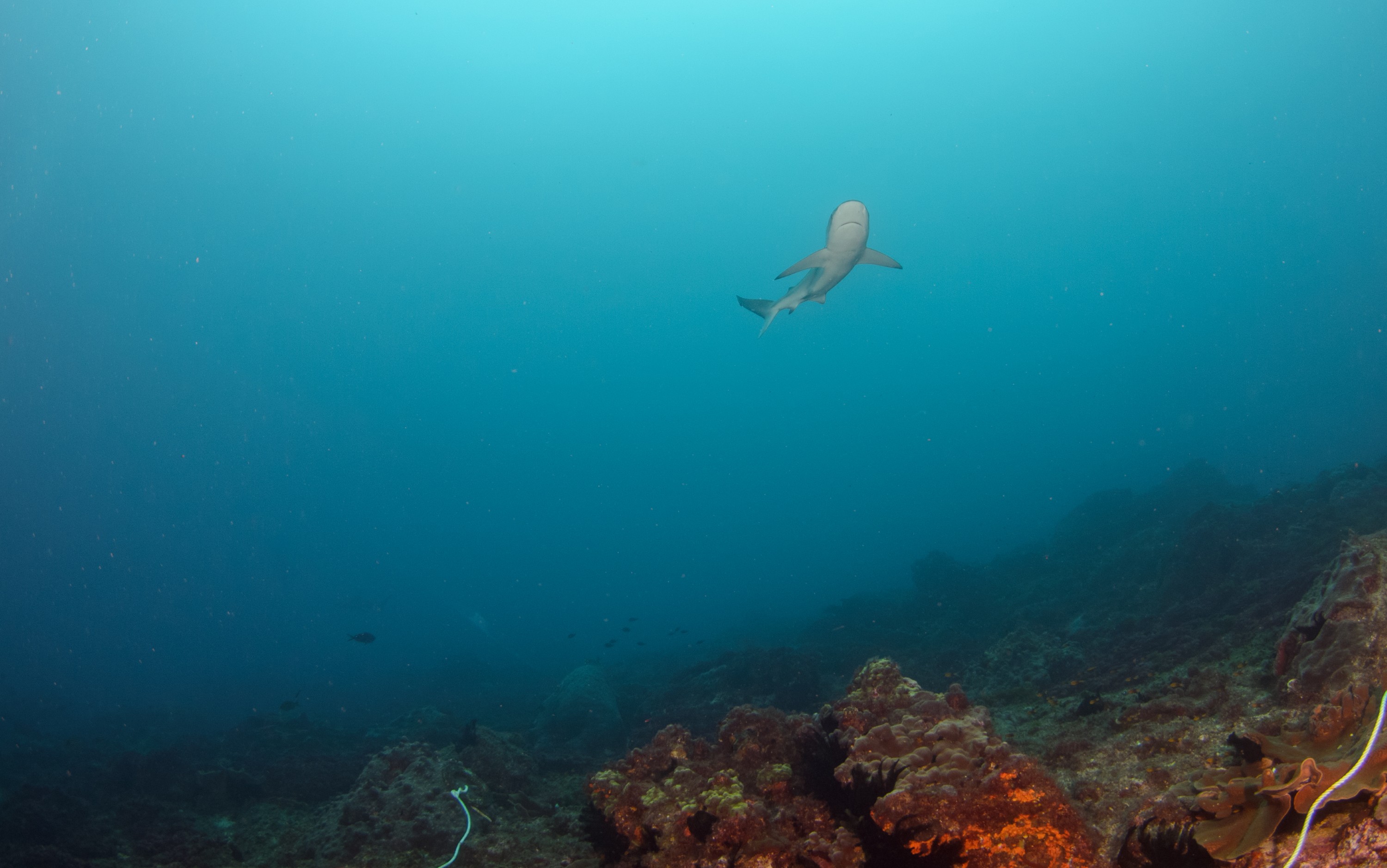 DSC_0951 – 2016, Carcharhinus, Kermadec, NIWA, New, October 16, RV, Zealand, crispin, expedition, galapagensis, galapagos, kermadecs, marine, nz, ocean, raoul, reserve, sanctuary, seacology, seacologynz, shark, tangaroa