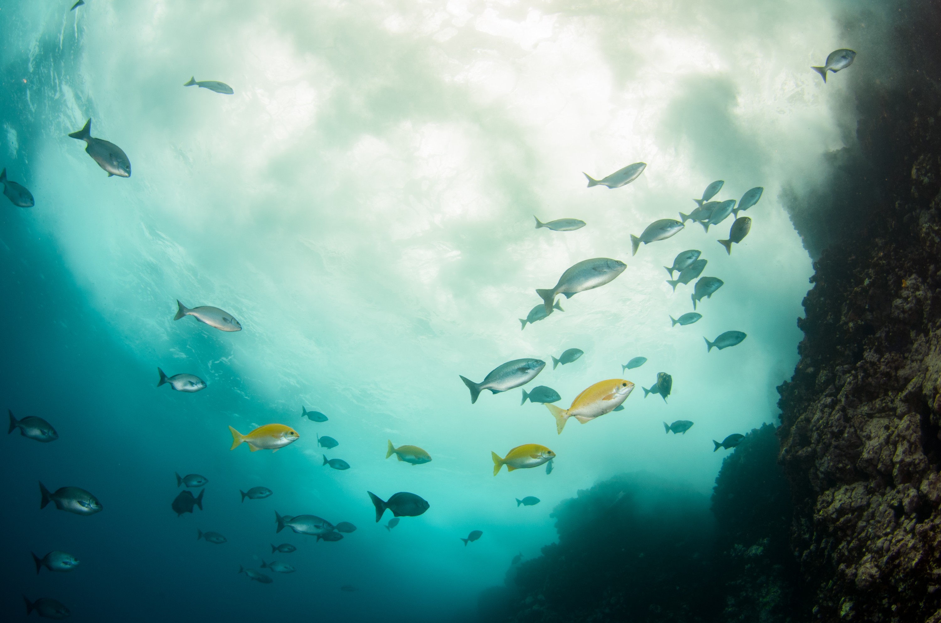 DSC_1001 – 2016, Kermadec, NIWA, New, October 16, RV, Zealand, crispin, expedition, kermadecs, marine, nz, ocean, reserve, sanctuary, seacology, seacologynz, tangaroa