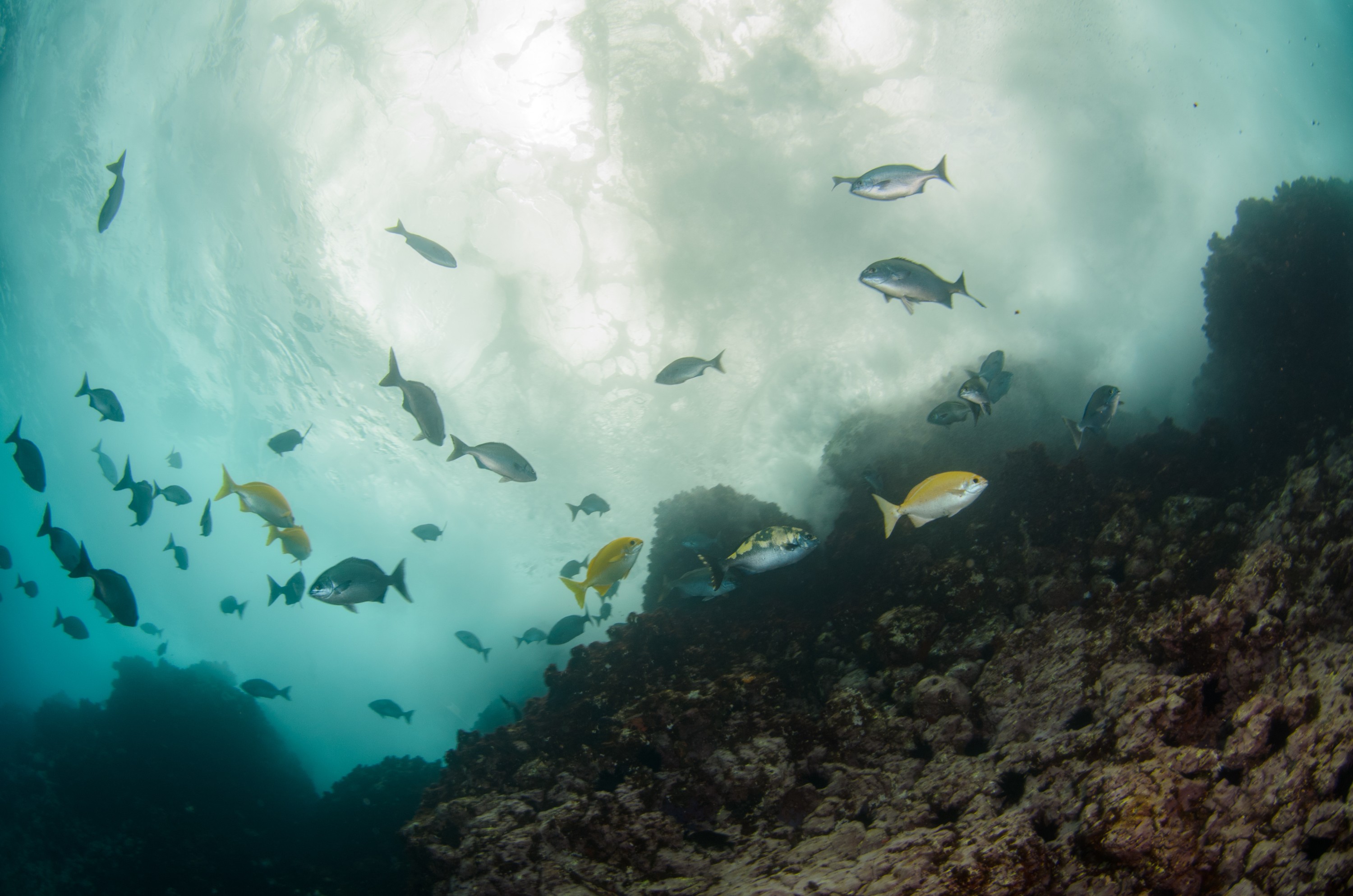 DSC_1002 – 2016, Kermadec, NIWA, New, October 16, RV, Zealand, crispin, expedition, kermadecs, marine, nz, ocean, reserve, sanctuary, seacology, seacologynz, tangaroa