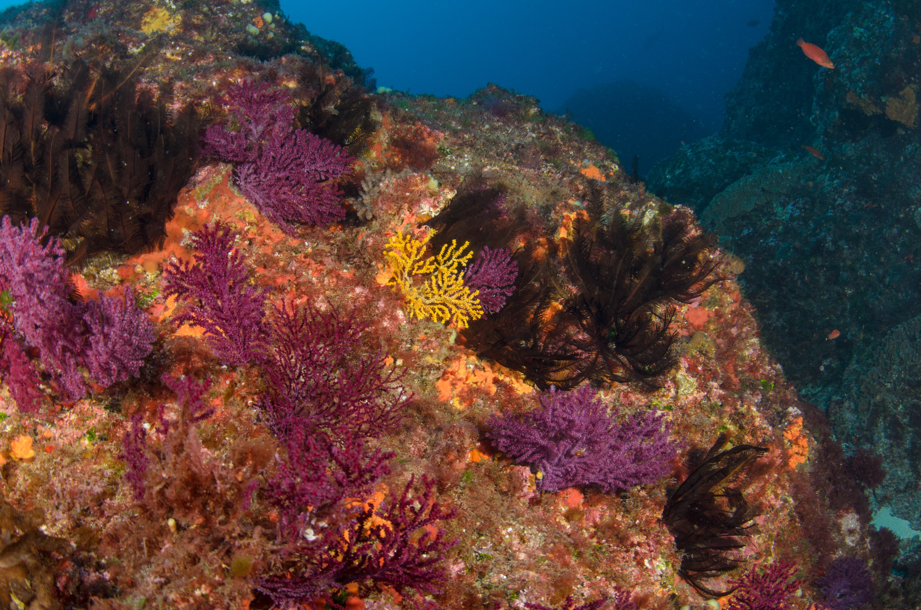 DSC_1021 – 2016, Gorgonian, Gorgonion, Kermadec, NIWA, New, October 16, RV, Zealand, crispin, expedition, kermadecs, marine, nz, ocean, raoul, reserve, sanctuary, seacology, seacologynz, tangaroa