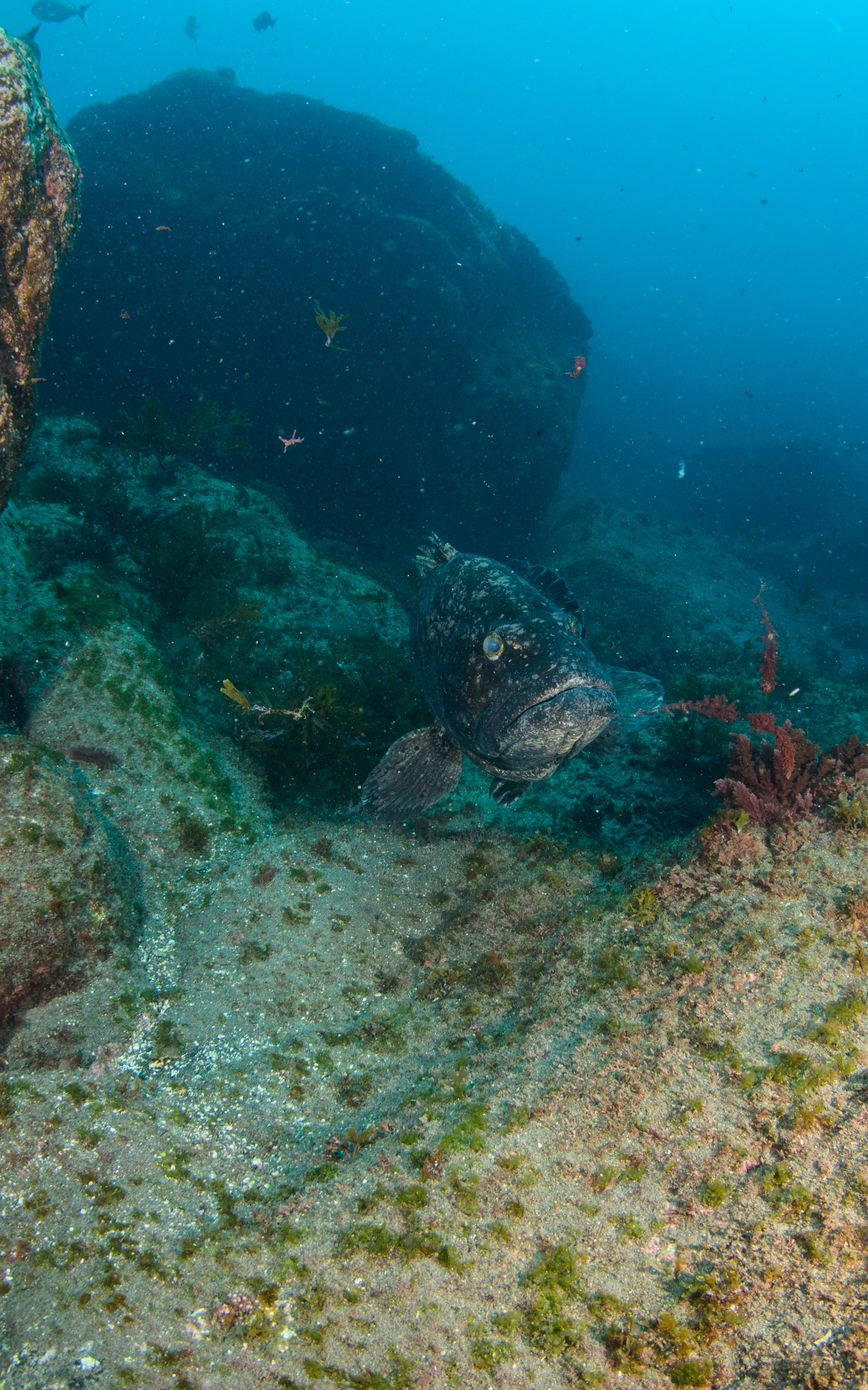 DSC_1096 – 2016, Kermadec, NIWA, New, October 16, RV, Zealand, crispin, expedition, kermadecs, marine, nz, ocean, reserve, sanctuary, seacology, seacologynz, tangaroa