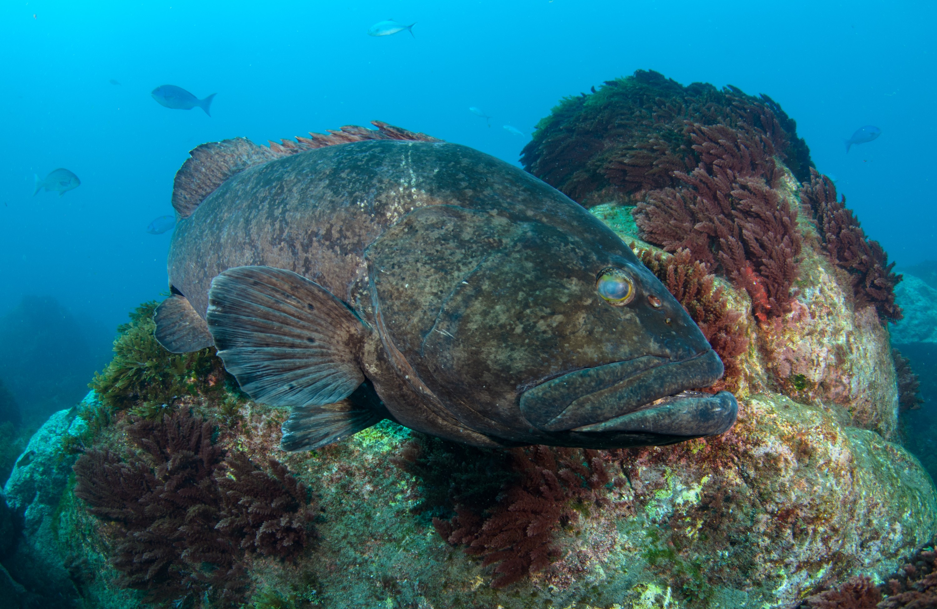 DSC_1113 – 2016, Epinephelus, Island, Kermadec, Macauley, NIWA, New, October 16, RV, Zealand, black, crispin, daemelii, expedition, grouper, kermadecs, marine, nz, ocean, reserve, sanctuary, seacology, seacologynz, spotted, tangaroa