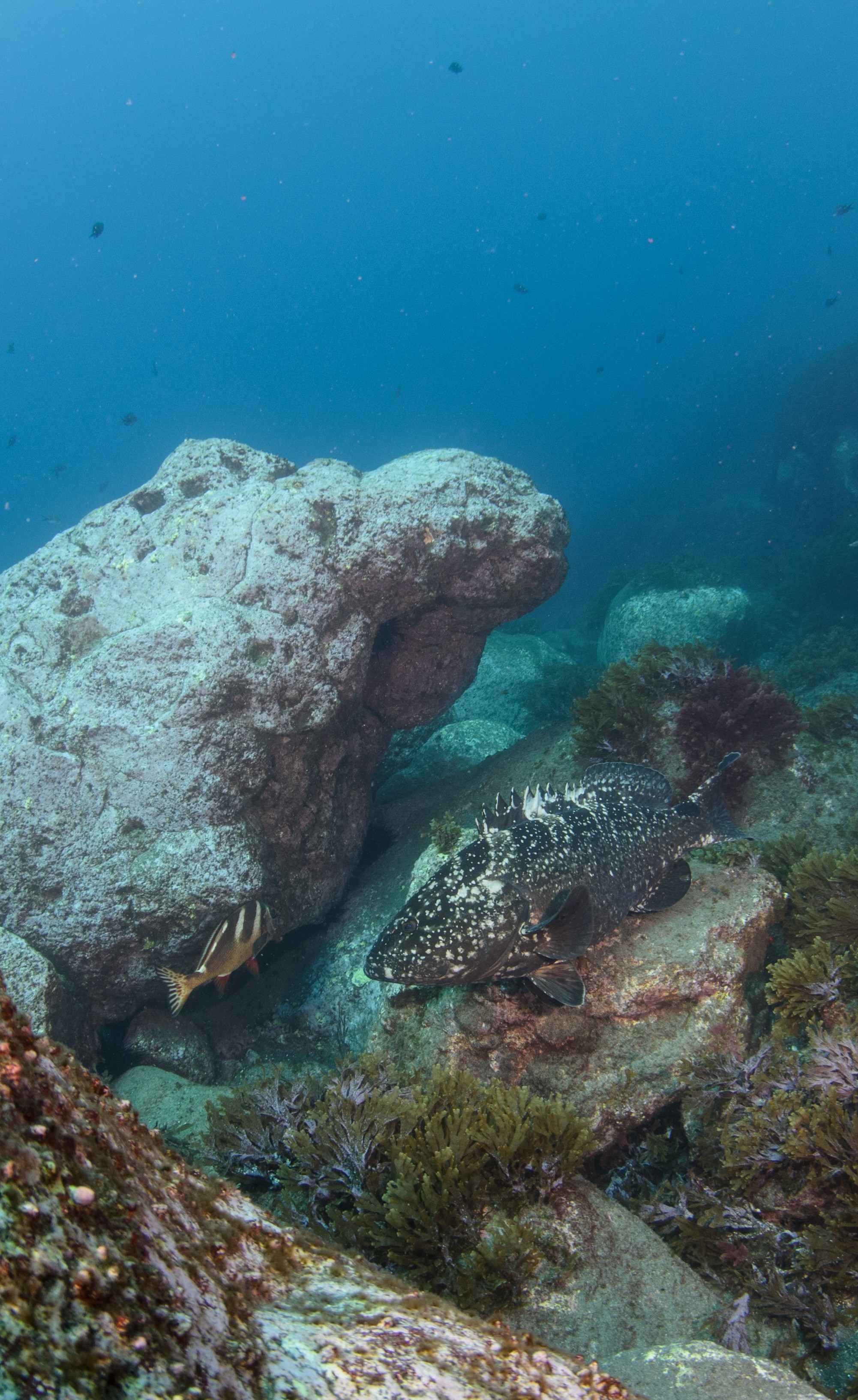 DSC_1122 – 2016, Epinephelus, Island, Kermadec, Macauley, NIWA, New, October 16, RV, Zealand, black, crispin, daemelii, expedition, grouper, kermadecs, marine, nz, ocean, reserve, sanctuary, seacology, seacologynz, spotted, tangaroa