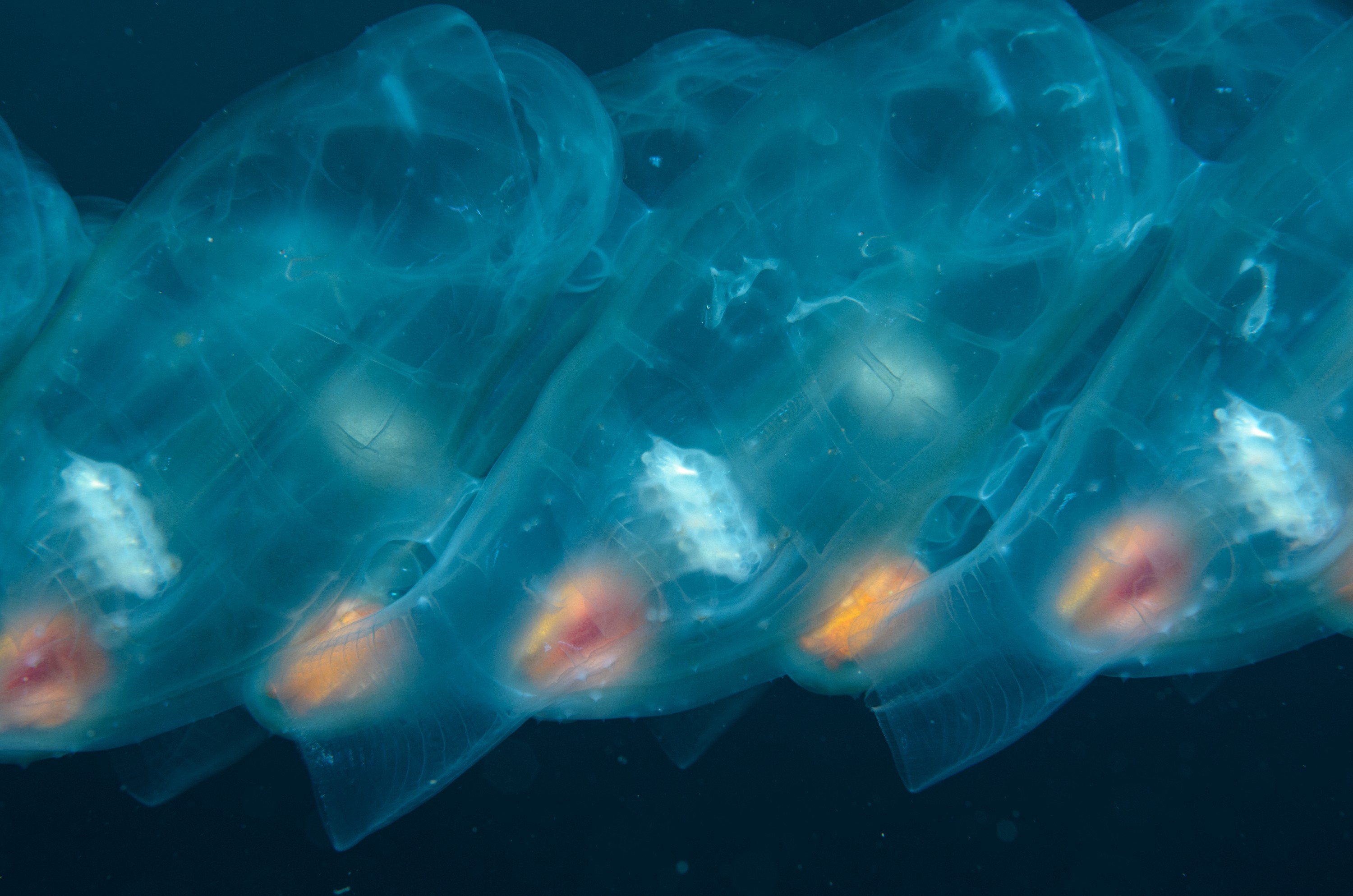 DSC_1153 – 2016, Kermadec, NIWA, New, October 16, RV, Salp, Zealand, chain, crispin, expedition, kermadecs, marine, nz, ocean, reserve, sanctuary, seacology, seacologynz, tangaroa