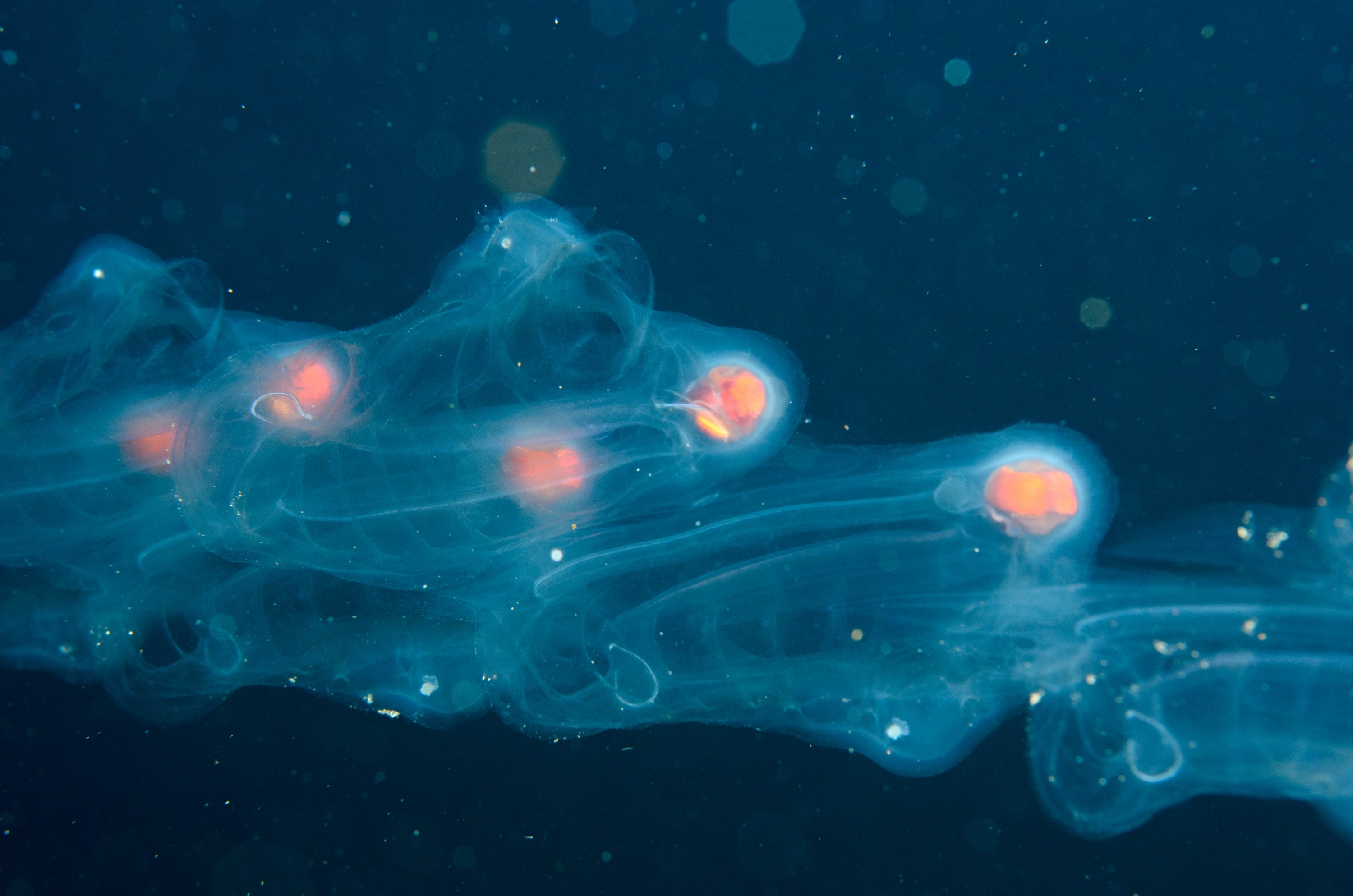 DSC_1159 – 2016, Kermadec, NIWA, New, October 16, RV, Salp, Zealand, chain, crispin, expedition, kermadecs, marine, nz, ocean, reserve, sanctuary, seacology, seacologynz, tangaroa