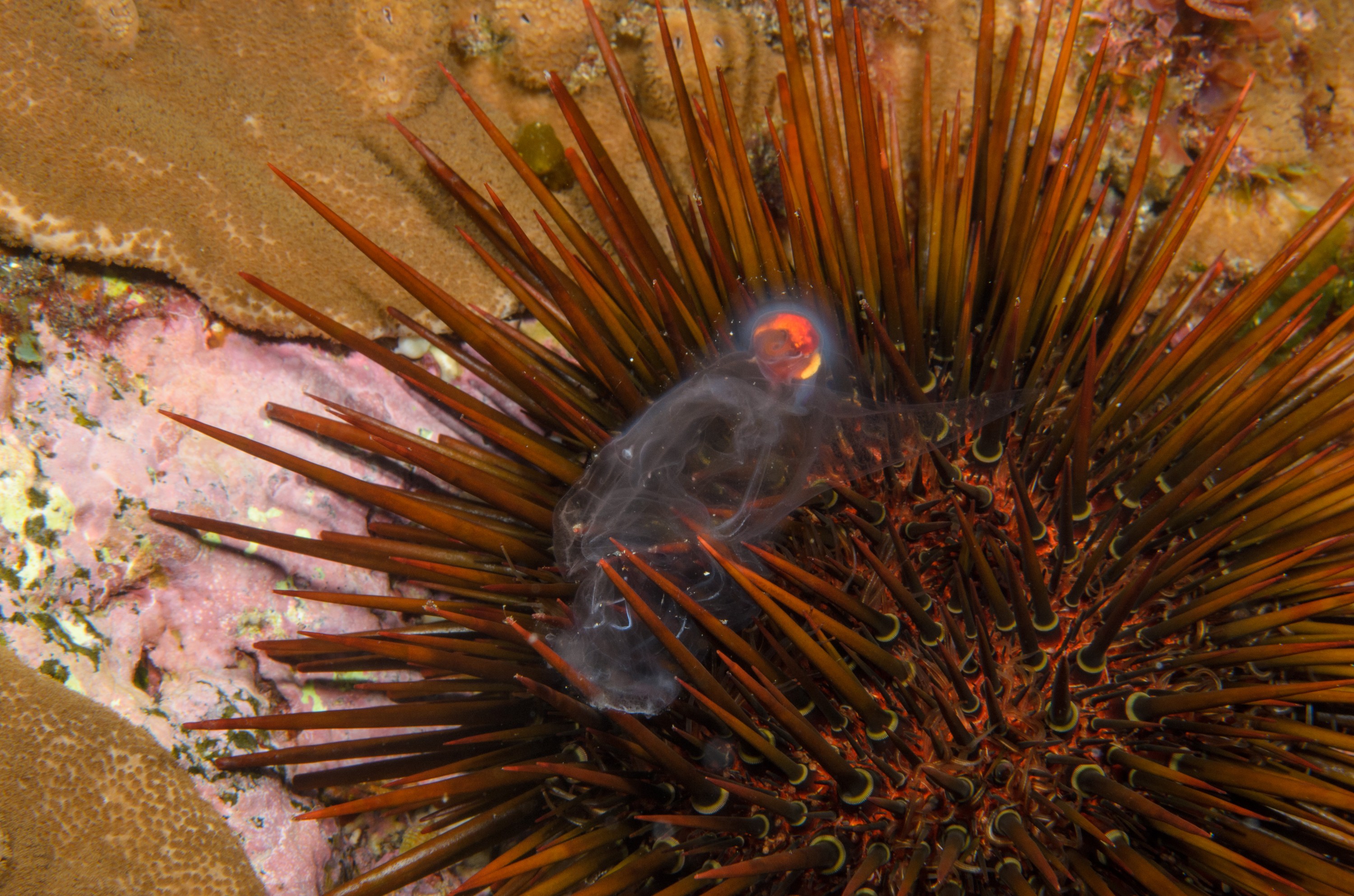 DSC_1168 – 2016, Heliocidaris, Kermadec, NIWA, New, October 16, RV, Zealand, brown, crispin, expedition, kermadecs, marine, nz, ocean, reserve, sanctuary, seacology, seacologynz, tangaroa, tuberculata, urchin