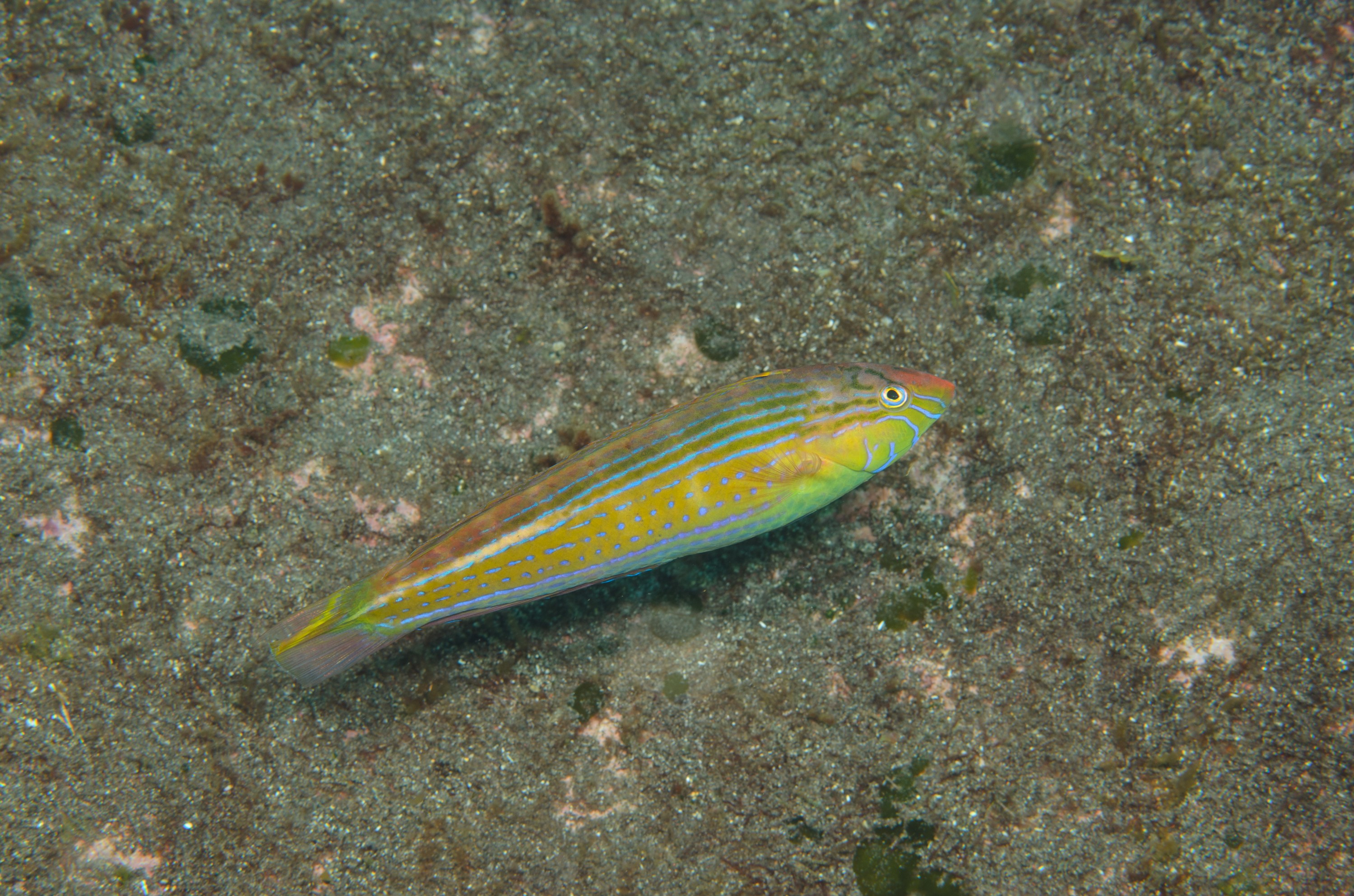 DSC_1219 – 2016, Kermadec, NIWA, New, October 16, RV, Rainbow, Slender, Suezichthys, Zealand, arquatus, crispin, expedition, kermadecs, marine, nz, ocean, reserve, sanctuary, seacology, seacologynz, tangaroa, wrasse