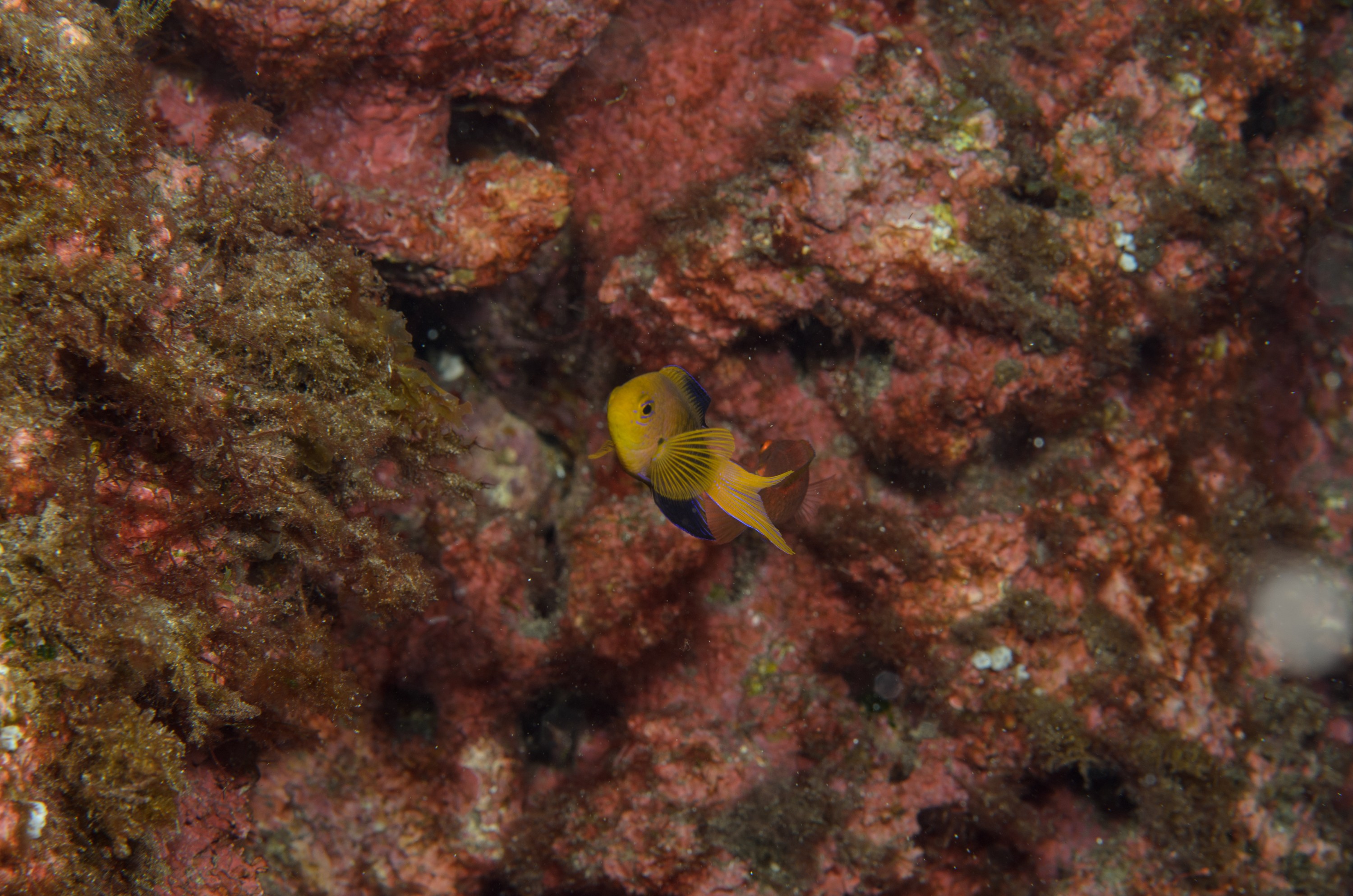 DSC_1240 – 2016, Chrisiptera, Easter, Island, Kermadec, NIWA, New, October 16, RV, Zealand, crispin, demoiselles, expedition, kermadecs, marine, nz, ocean, rapanui, reserve, sanctuary, seacology, seacologynz, tangaroa