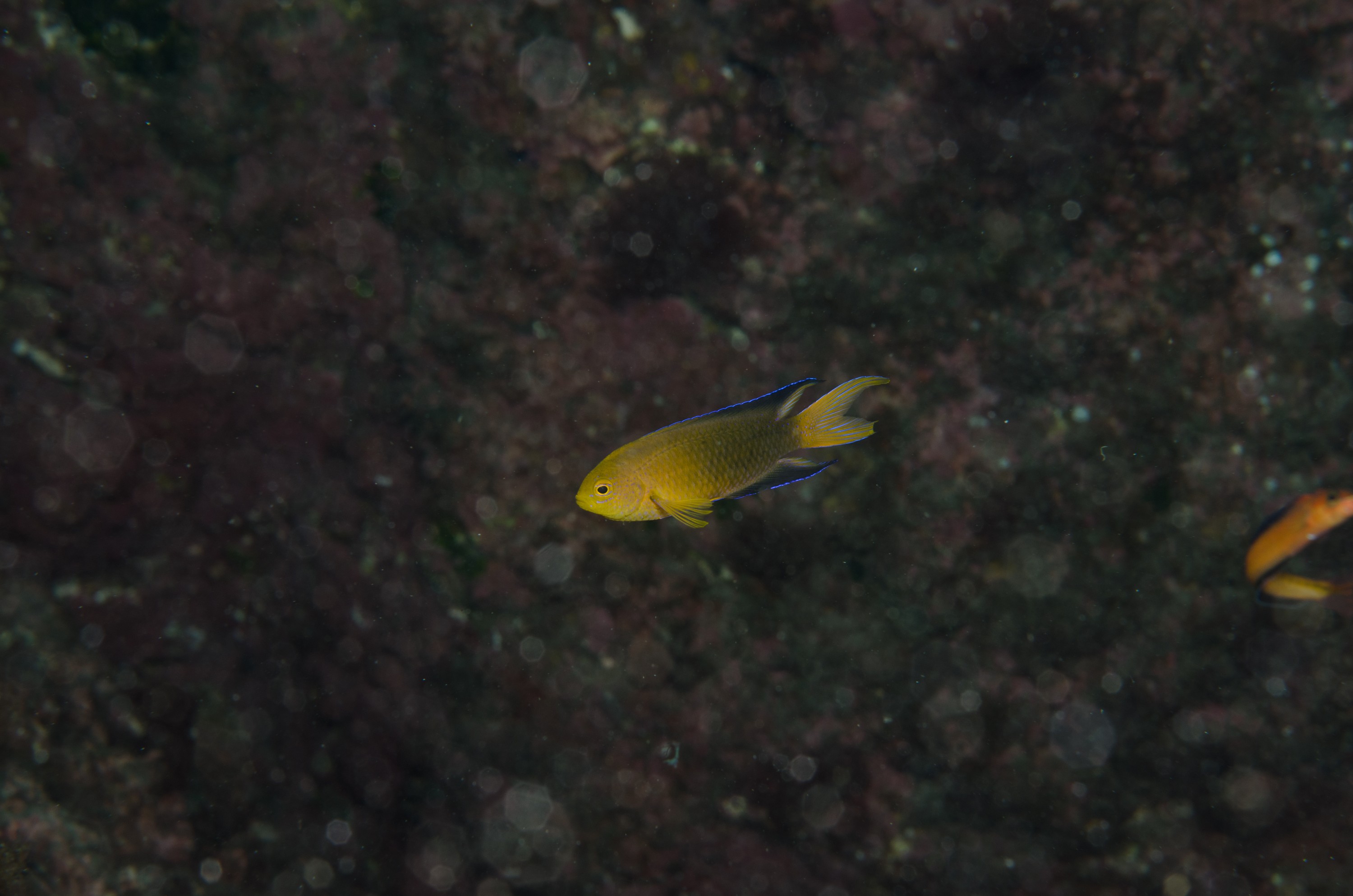 DSC_1244 – 2016, Chrisiptera, Easter, Island, Kermadec, NIWA, New, October 16, RV, Zealand, crispin, demoiselles, expedition, kermadecs, marine, nz, ocean, rapanui, reserve, sanctuary, seacology, seacologynz, tangaroa