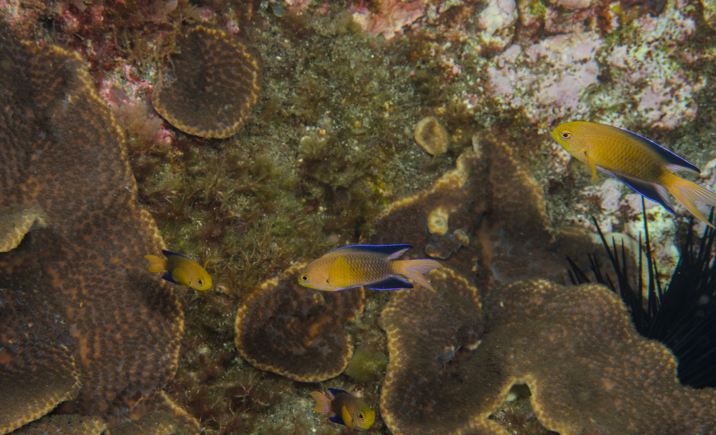 DSC_1285 – 2016, Chrisiptera, Easter, Island, Kermadec, NIWA, New, October 16, RV, Zealand, crispin, demoiselles, expedition, kermadecs, marine, nz, ocean, rapanui, reserve, sanctuary, seacology, seacologynz, tangaroa