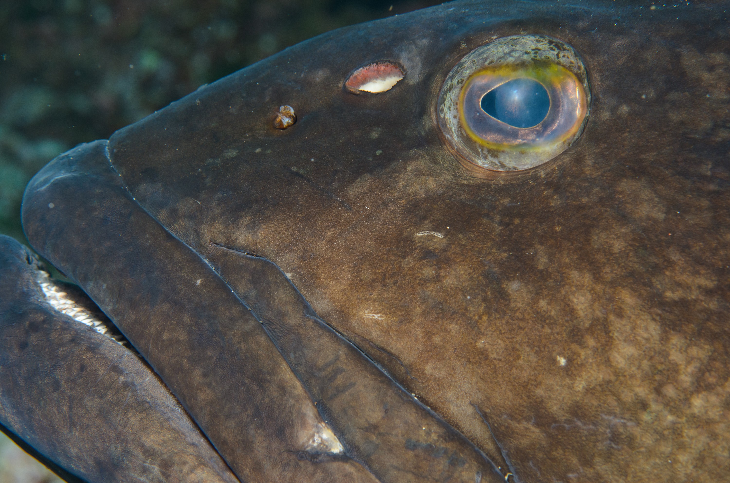 DSC_1300 – 2016, Epinephelus, Kermadec, NIWA, New, October 16, RV, Zealand, black, crispin, daemelii, expedition, grouper, kermadecs, marine, nz, ocean, reserve, sanctuary, seacology, seacologynz, spotted, tangaroa