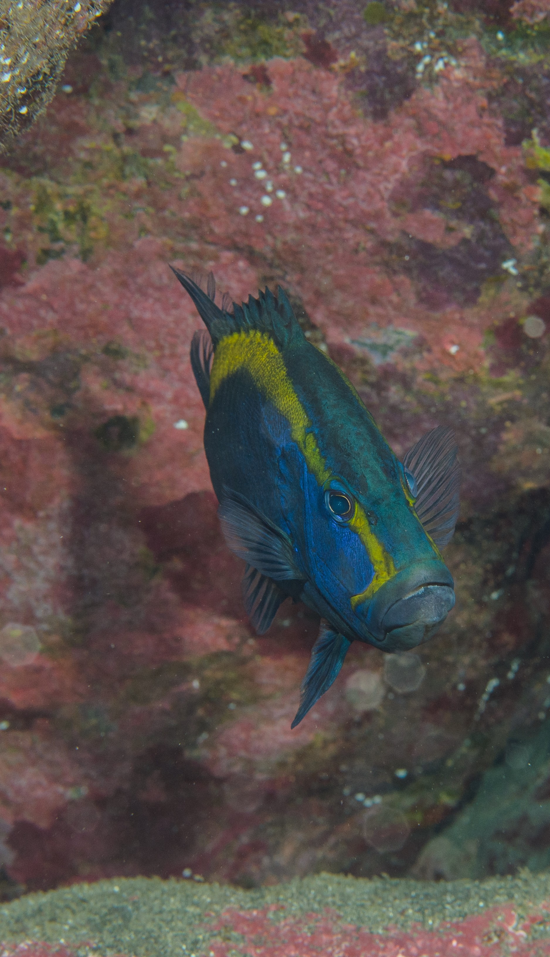 DSC_1344 – 2016, Aulacocephalus, Gold-ribbon, Kermadec, NIWA, New, October 16, RV, Zealand, crispin, expedition, gold, grouper, kermadecs, marine, nz, ocean, reserve, ribbon, sanctuary, seacology, seacologynz, tangaroa, temmincki