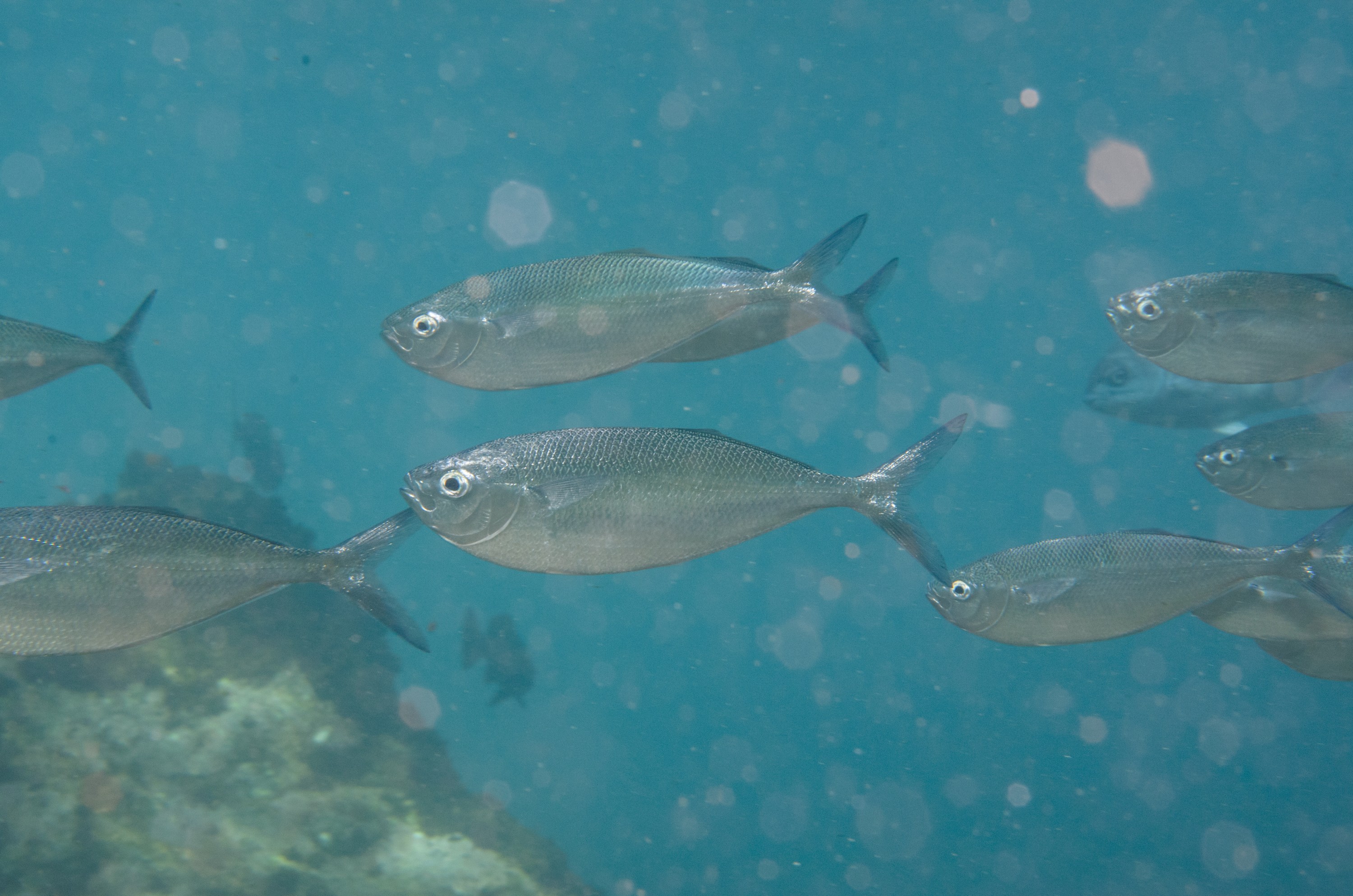 DSC_1394 – 2016, Bathystethus, Grey, Kermadec, Knifefish, NIWA, New, October 16, RV, Zealand, crispin, cultratus, expedition, kermadecs, marine, nz, ocean, reserve, sanctuary, seacology, seacologynz, tangaroa