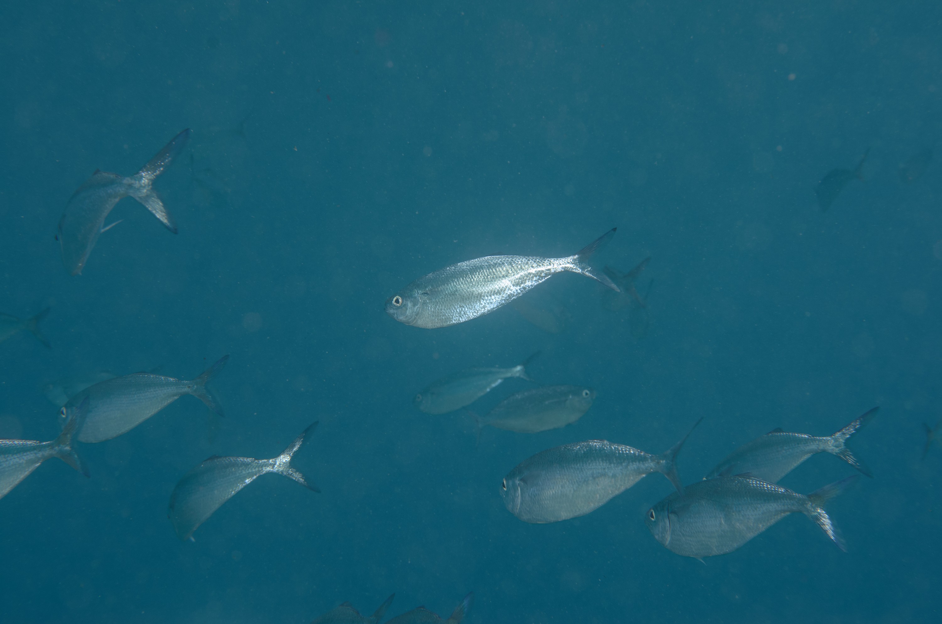 DSC_1403 – 2016, Bathystethus, Grey, Kermadec, Knifefish, NIWA, New, October 16, RV, Zealand, crispin, cultratus, expedition, kermadecs, marine, nz, ocean, reserve, sanctuary, seacology, seacologynz, tangaroa