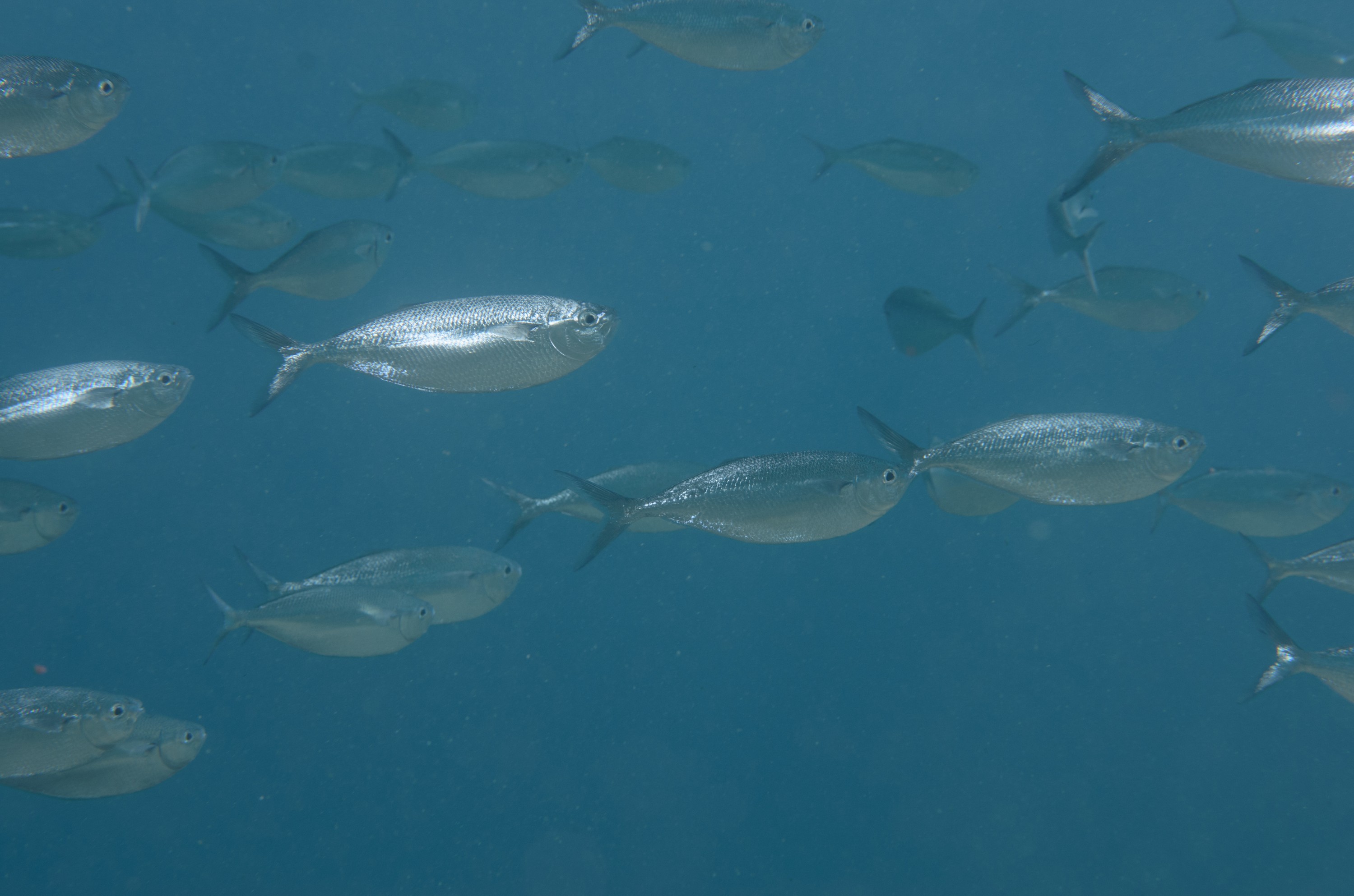 DSC_1405 – 2016, Bathystethus, Grey, Kermadec, Knifefish, NIWA, New, October 16, RV, Zealand, crispin, cultratus, expedition, kermadecs, marine, nz, ocean, reserve, sanctuary, seacology, seacologynz, tangaroa