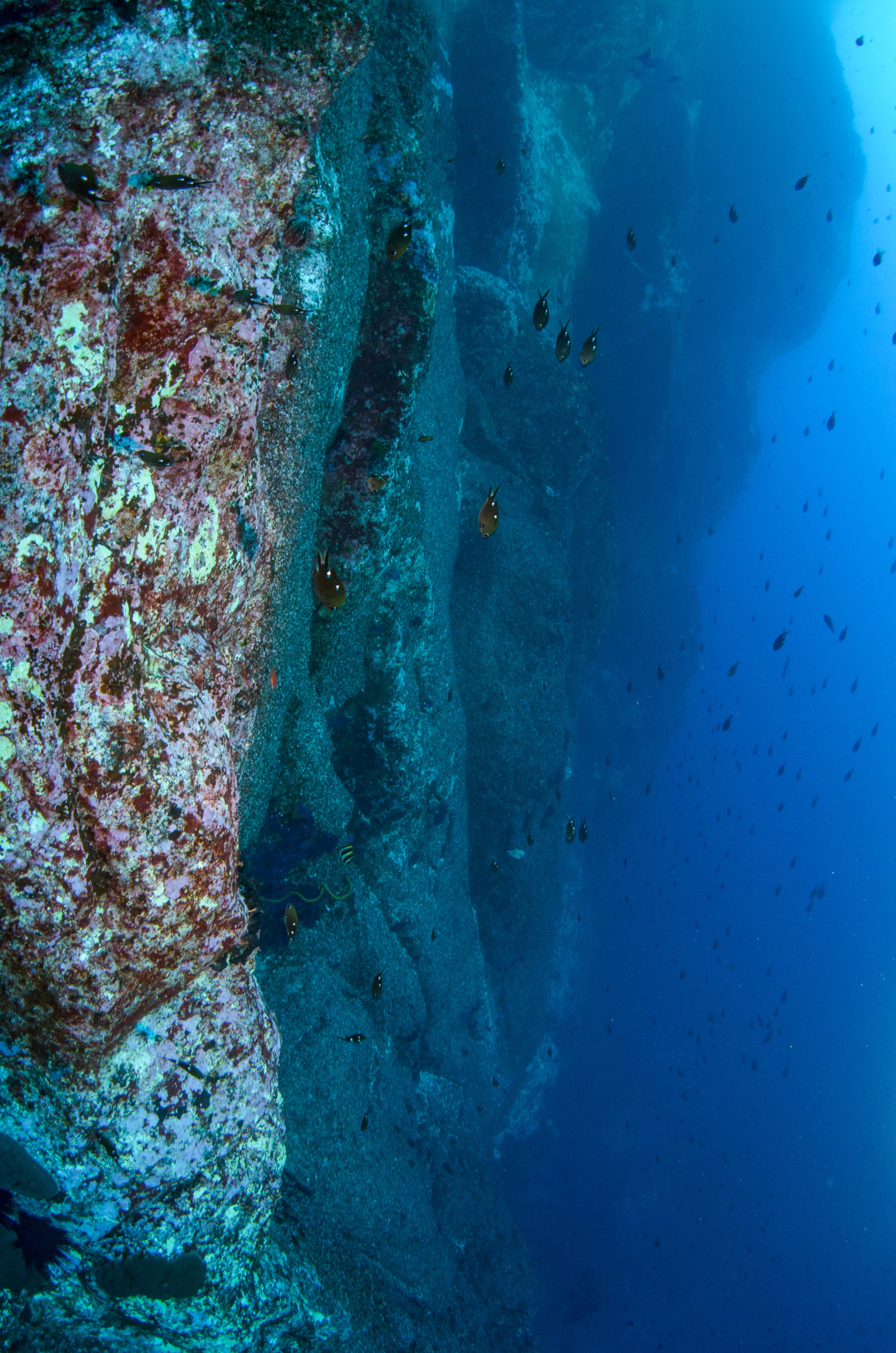 DSC_1420 – 2016, Kermadec, NIWA, New, October 16, RV, Zealand, crispin, expedition, kermadecs, marine, nz, ocean, reserve, sanctuary, seacology, seacologynz, tangaroa