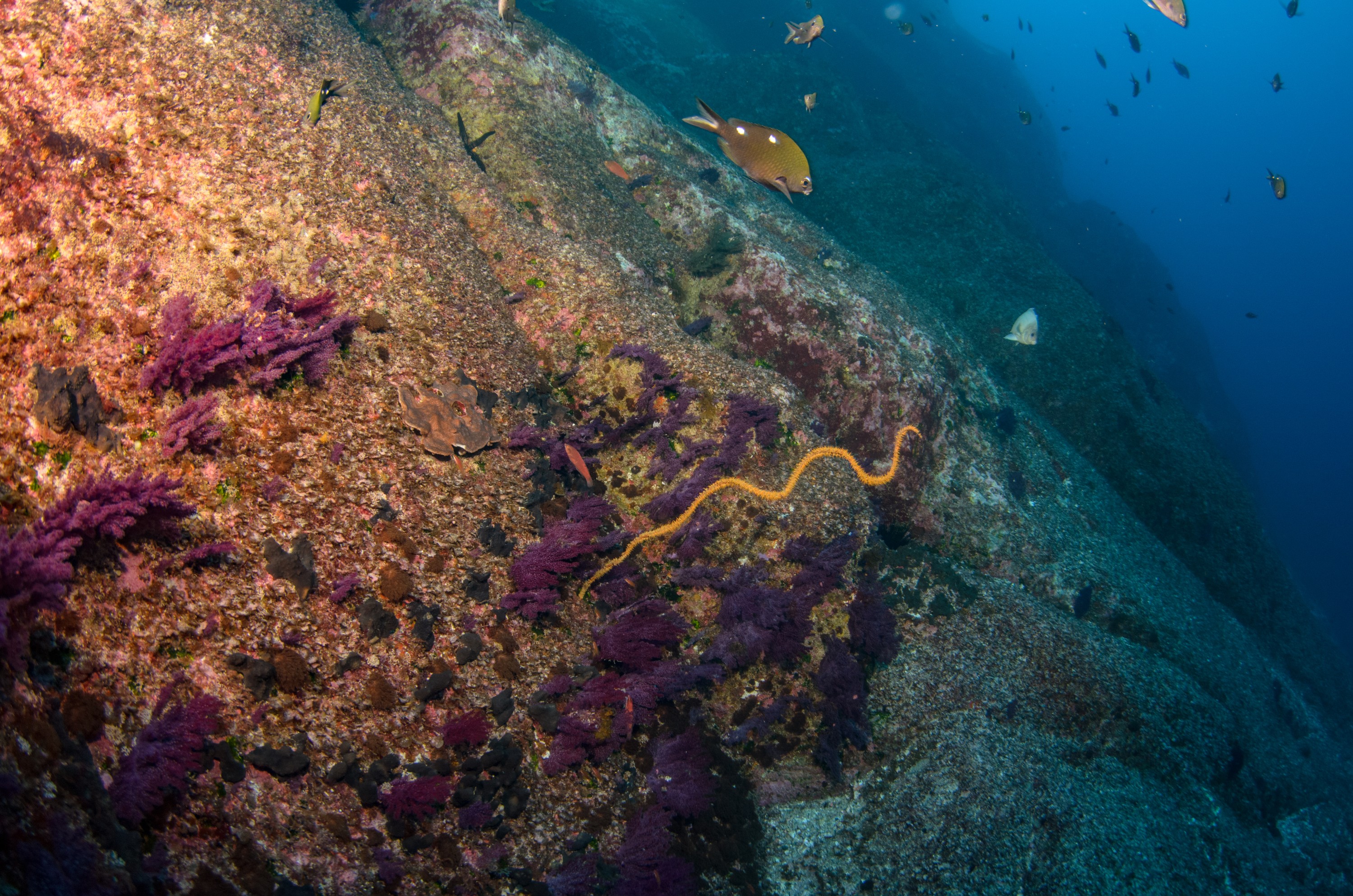 DSC_1423 – 2016, Kermadec, NIWA, New, October 16, RV, Zealand, crispin, expedition, kermadecs, marine, nz, ocean, reserve, sanctuary, seacology, seacologynz, tangaroa