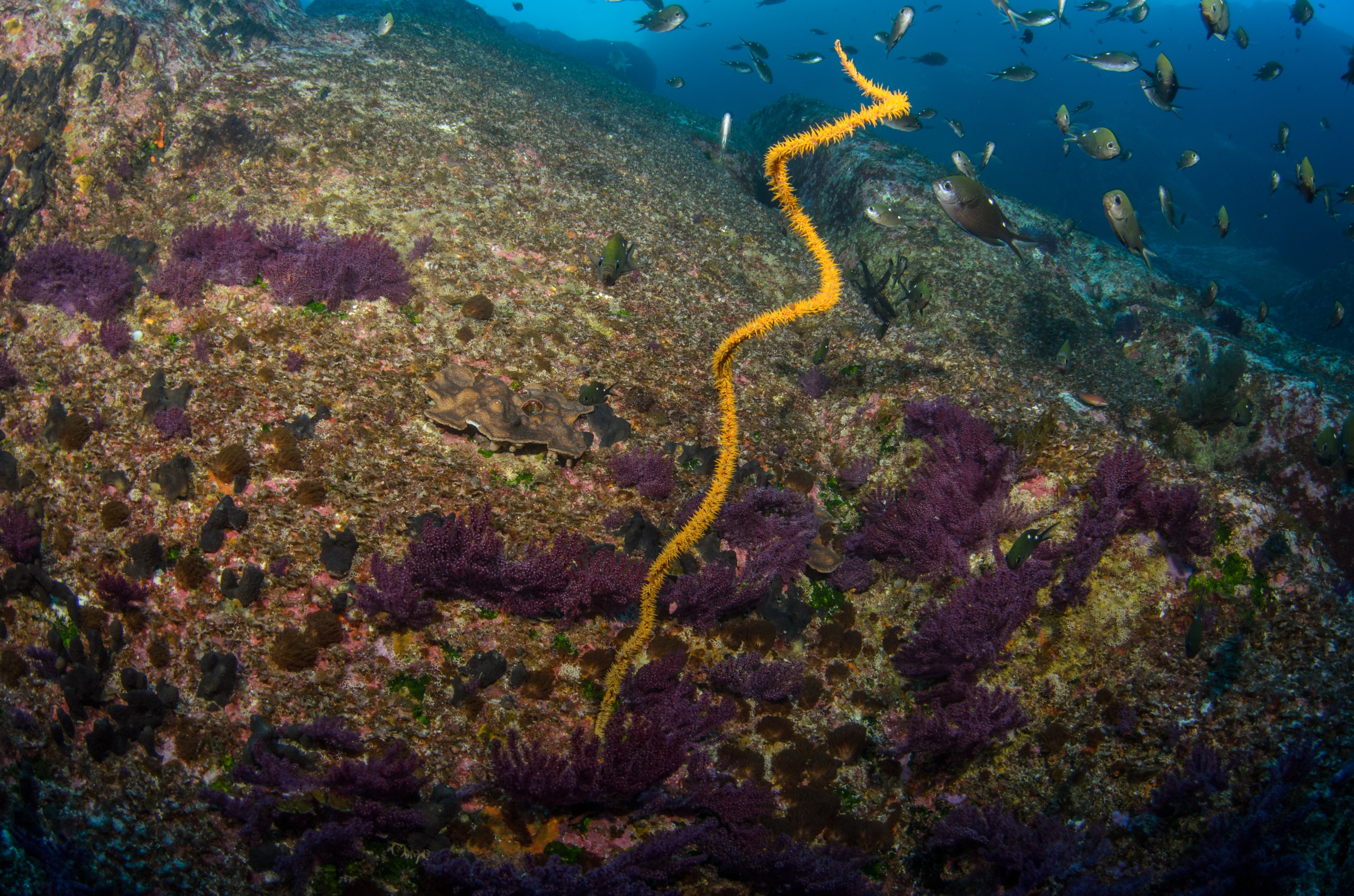 DSC_1428 – 2016, Kermadec, NIWA, New, October 16, RV, Zealand, crispin, expedition, kermadecs, marine, nz, ocean, reserve, sanctuary, seacology, seacologynz, tangaroa