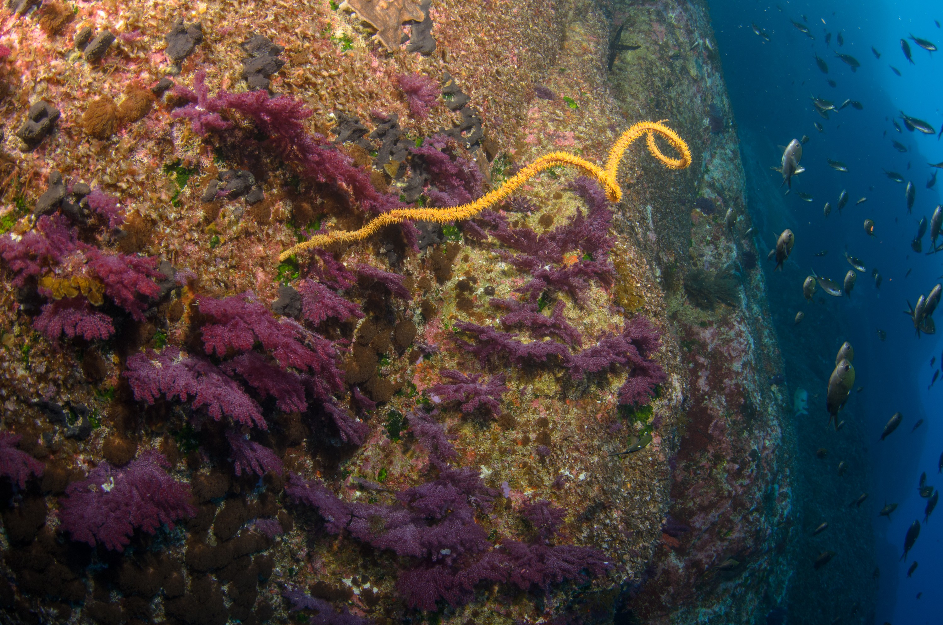 DSC_1431 – 2016, Kermadec, NIWA, New, October 16, RV, Zealand, crispin, expedition, kermadecs, marine, nz, ocean, reserve, sanctuary, seacology, seacologynz, tangaroa
