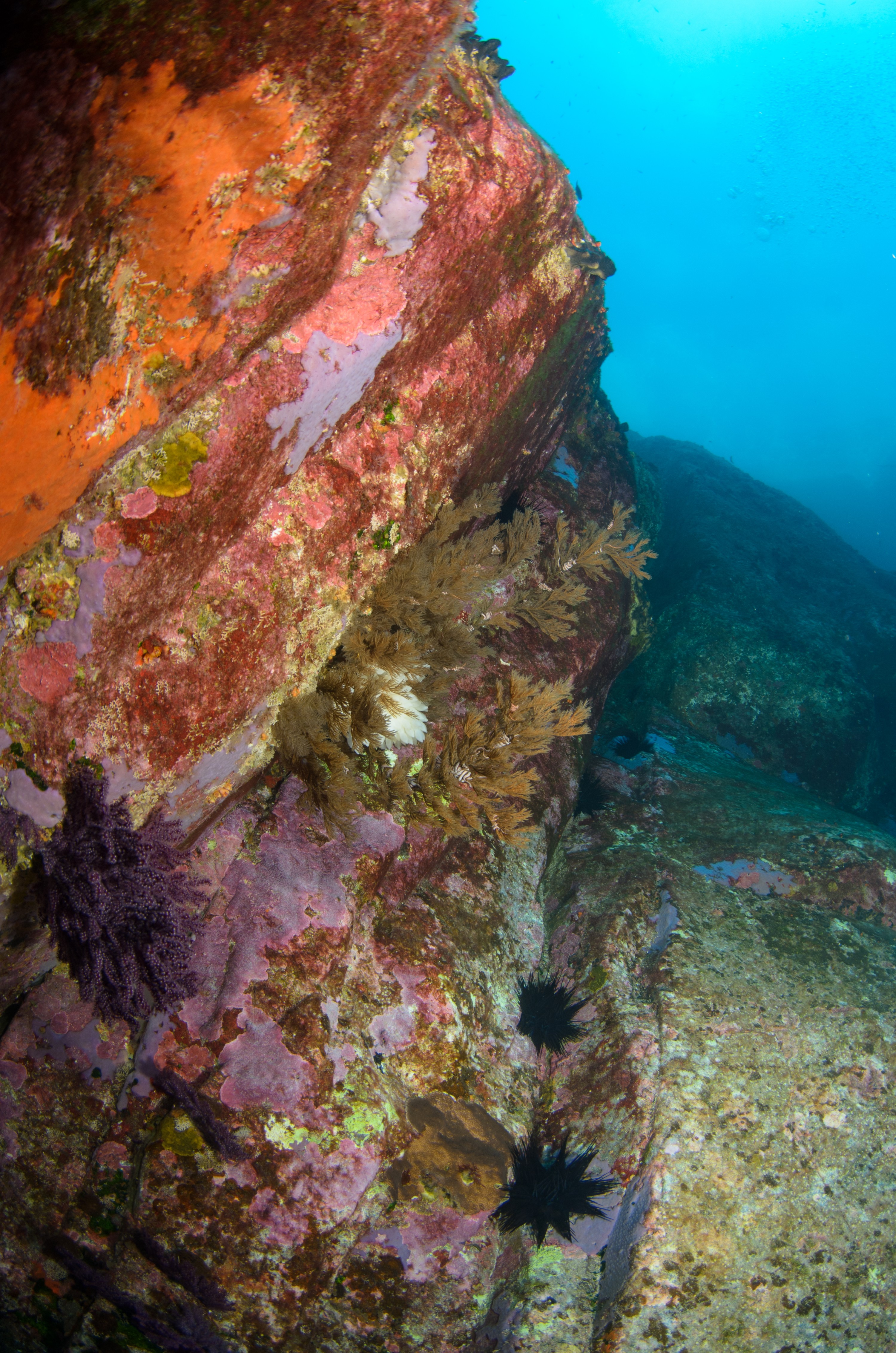 DSC_1442 – 2016, Kermadec, NIWA, New, October 16, RV, Zealand, crispin, expedition, kermadecs, marine, nz, ocean, reserve, sanctuary, seacology, seacologynz, tangaroa