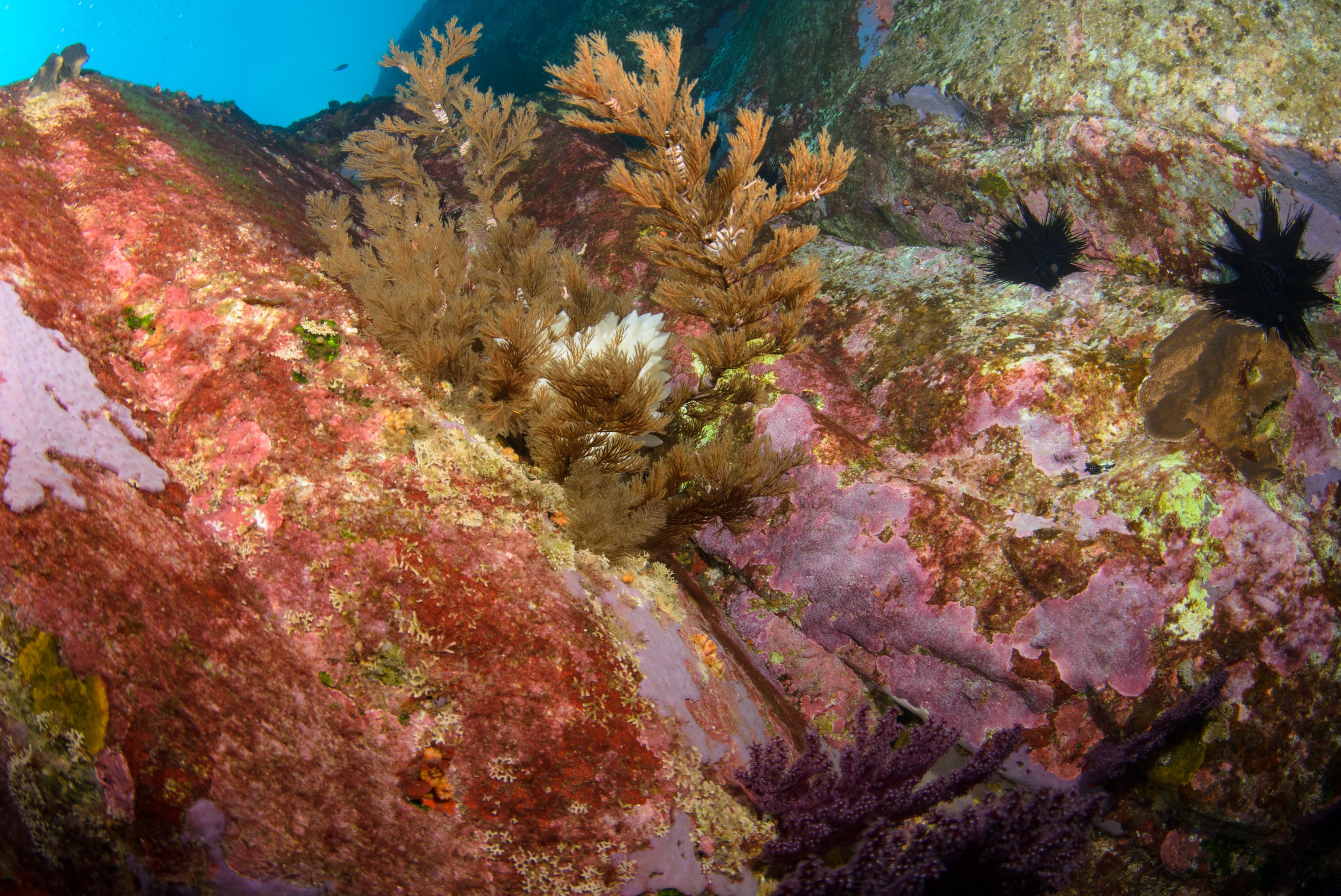 DSC_1443 – 2016, Kermadec, NIWA, New, October 16, RV, Zealand, crispin, expedition, kermadecs, marine, nz, ocean, reserve, sanctuary, seacology, seacologynz, tangaroa