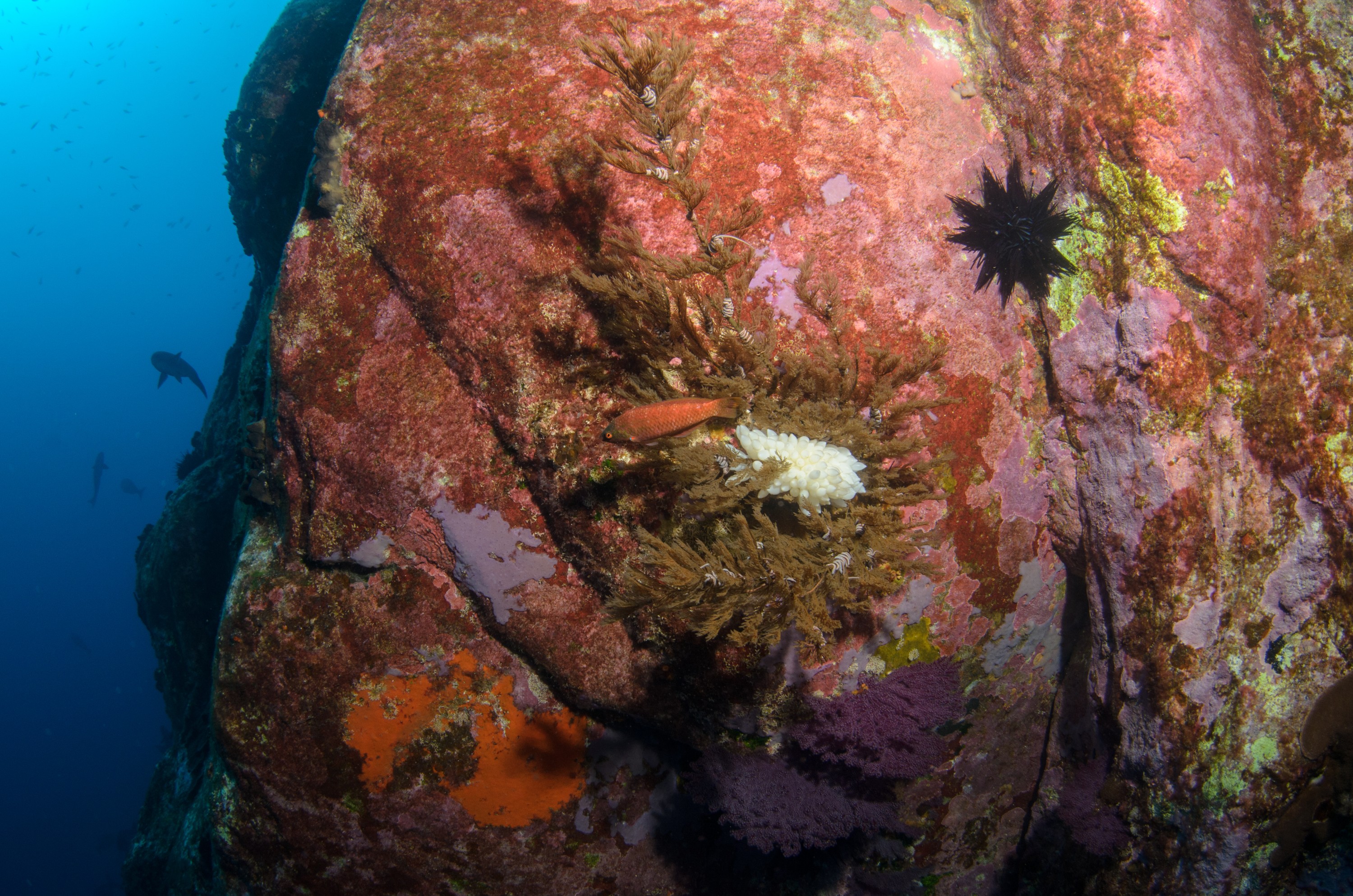 DSC_1446 – 2016, Kermadec, NIWA, New, October 16, RV, Zealand, crispin, expedition, kermadecs, marine, nz, ocean, reserve, sanctuary, seacology, seacologynz, tangaroa
