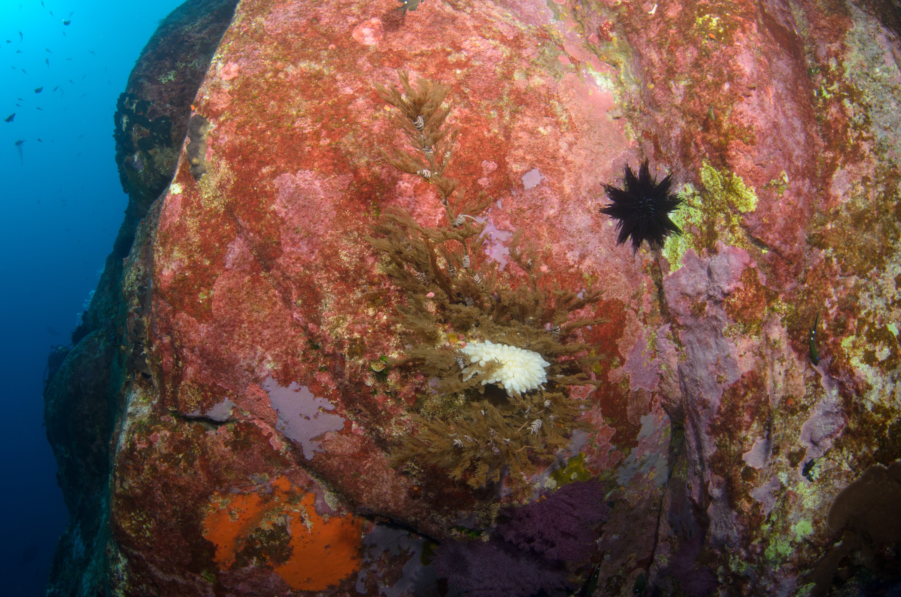 DSC_1451 – 2016, Kermadec, NIWA, New, October 16, RV, Zealand, crispin, expedition, kermadecs, marine, nz, ocean, reserve, sanctuary, seacology, seacologynz, tangaroa