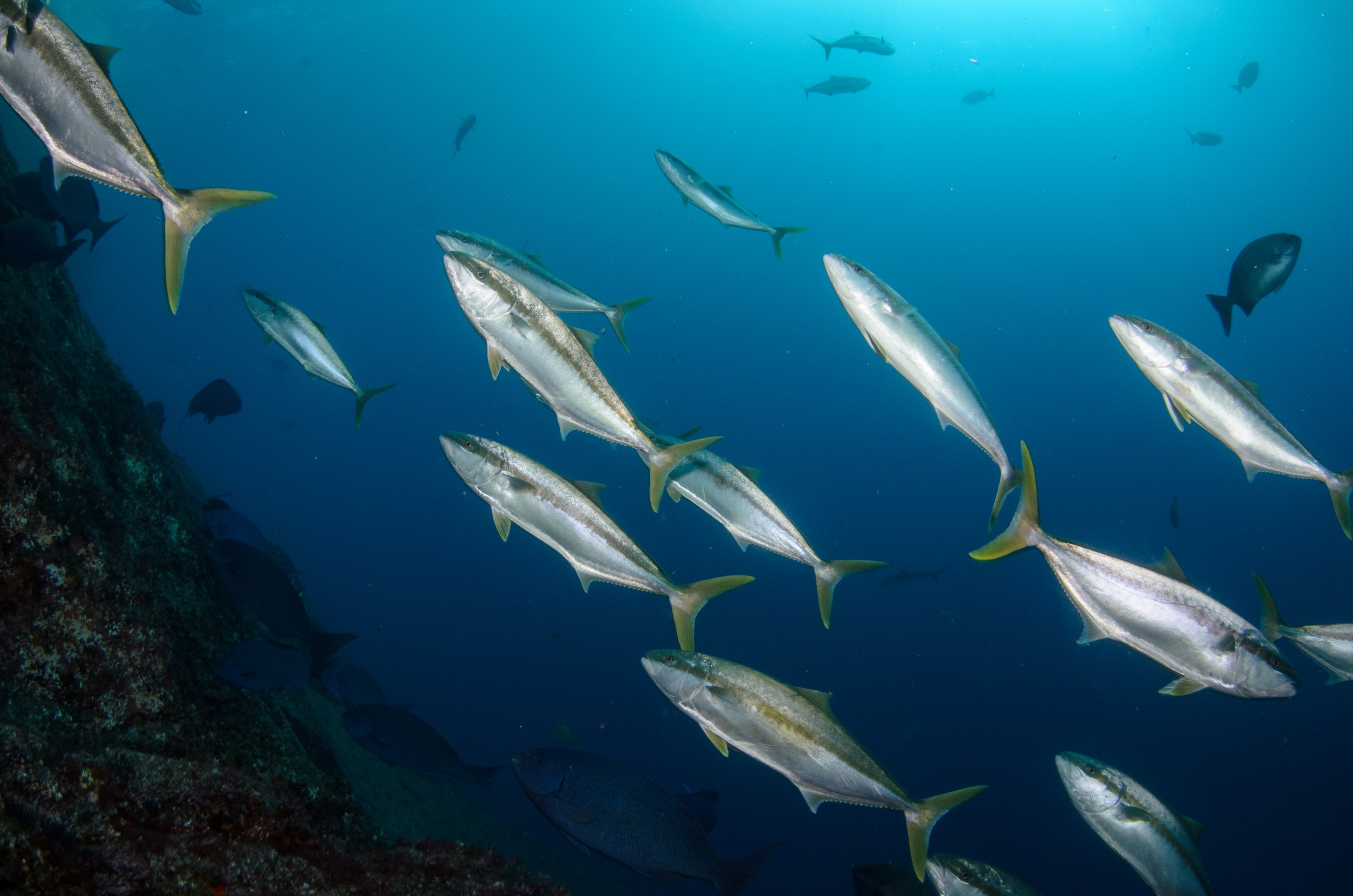 DSC_1466 – 2016, Kermadec, NIWA, New, October 16, RV, Seriola, Zealand, crispin, expedition, kermadecs, kingfish, lalandi, marine, nz, ocean, reserve, sanctuary, seacology, seacologynz, tangaroa
