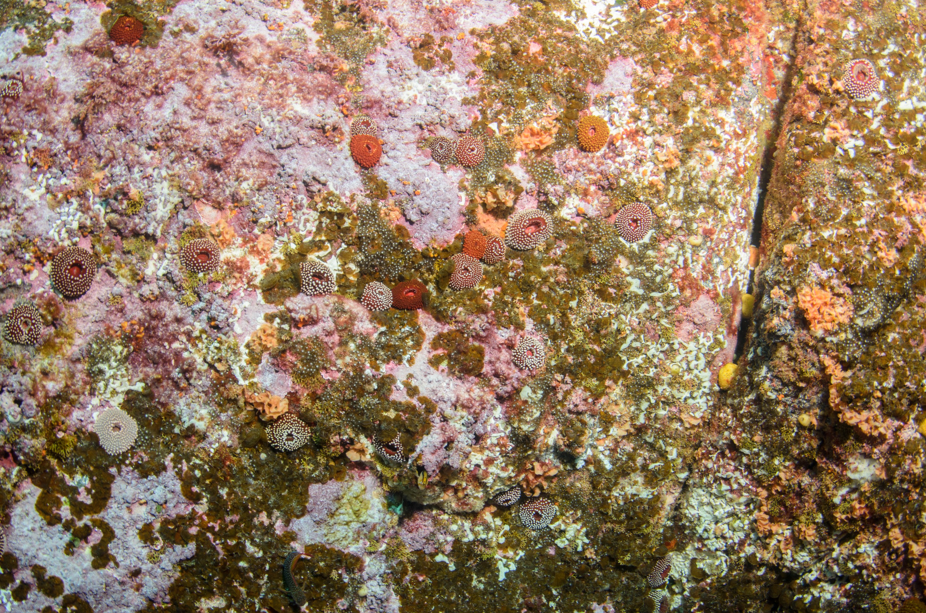 DSC_1493 – 2016, Kermadec, NIWA, New, October 16, Phlyctenanthus, RV, Zealand, crispin, expedition, kermadecs, marine, nz, ocean, reserve, sanctuary, seacology, seacologynz, tangaroa